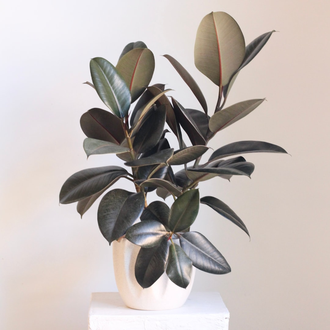 Potted rubber plant with dark oval leaves in a white ceramic pot