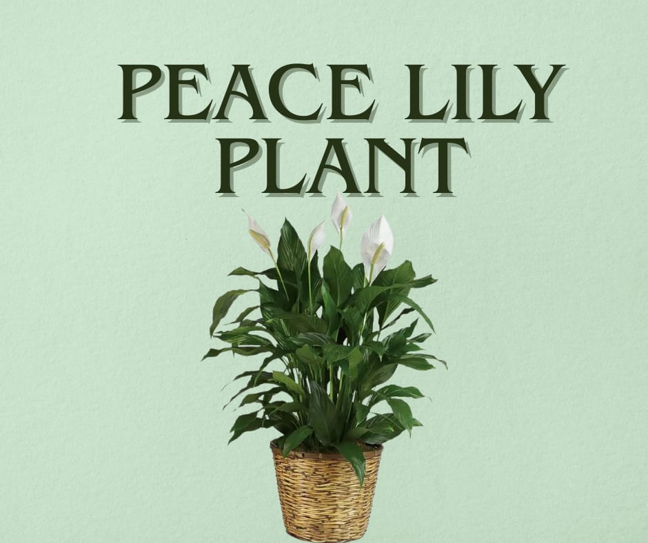 Peace lily plant with white blooms in a woven basket