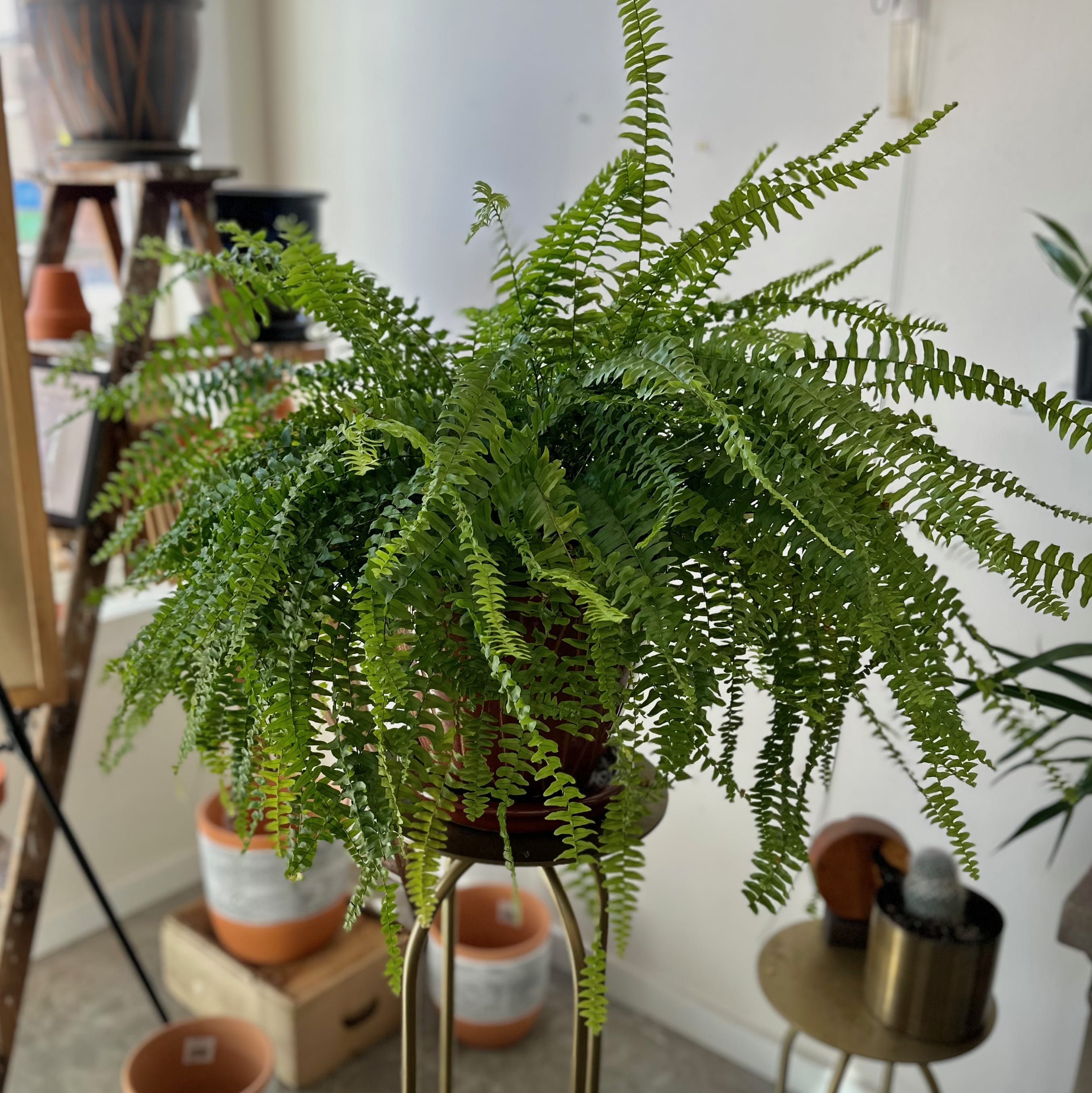 Potted fern plant with arching fronds on a stand