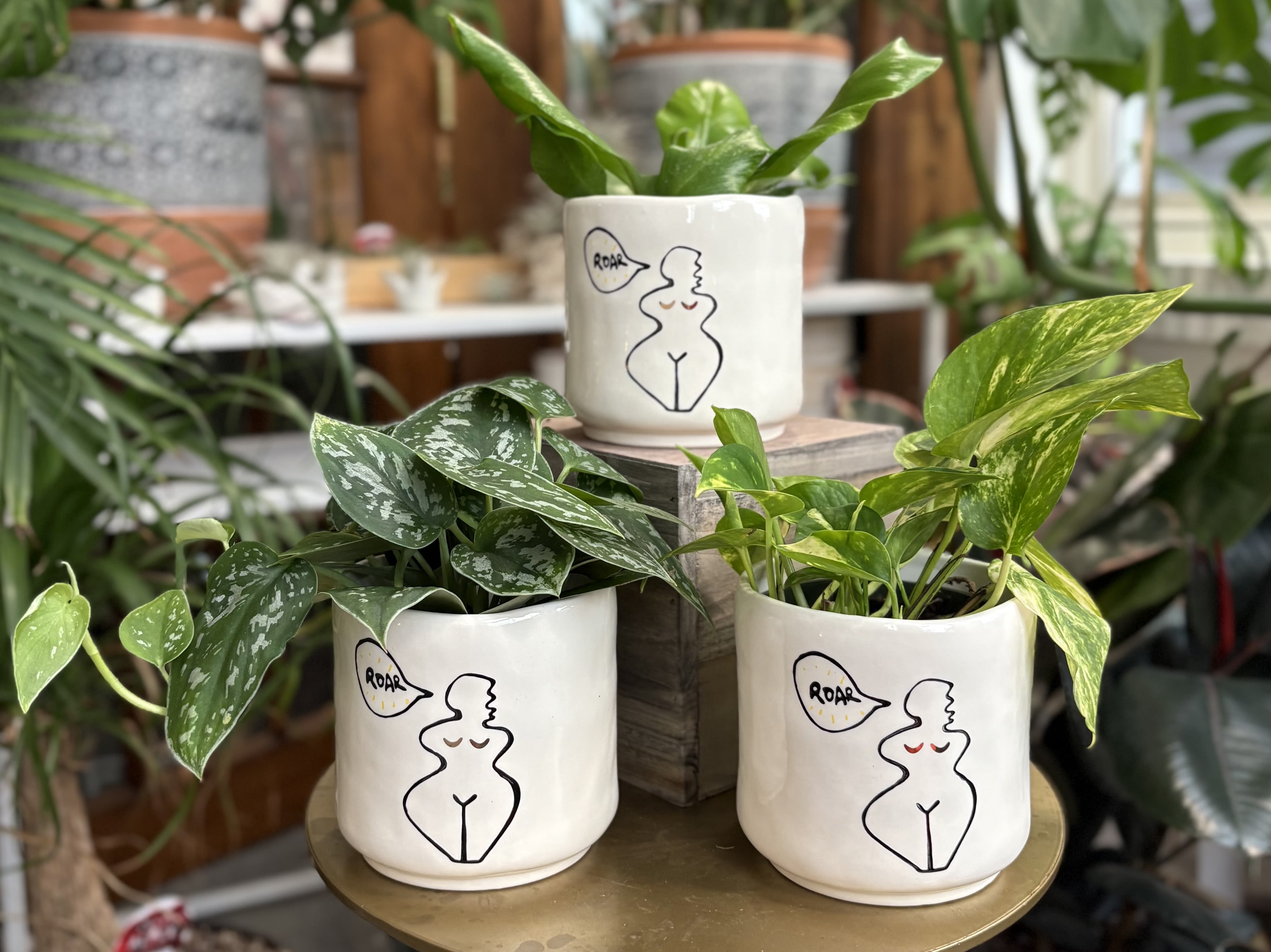 Three potted houseplants in white illustrated ceramic pots