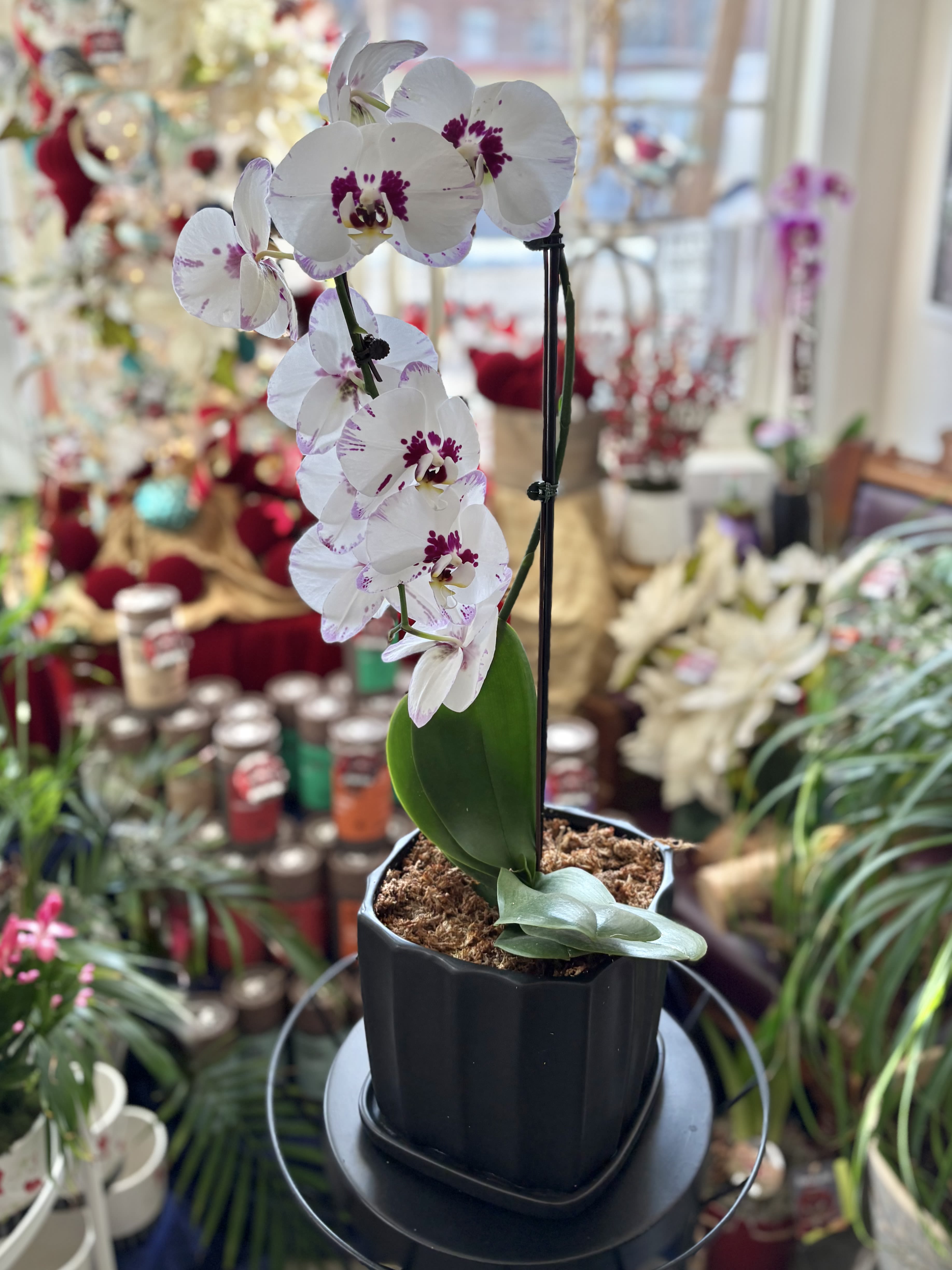 Potted white orchid with purple-speckled blooms in a black container