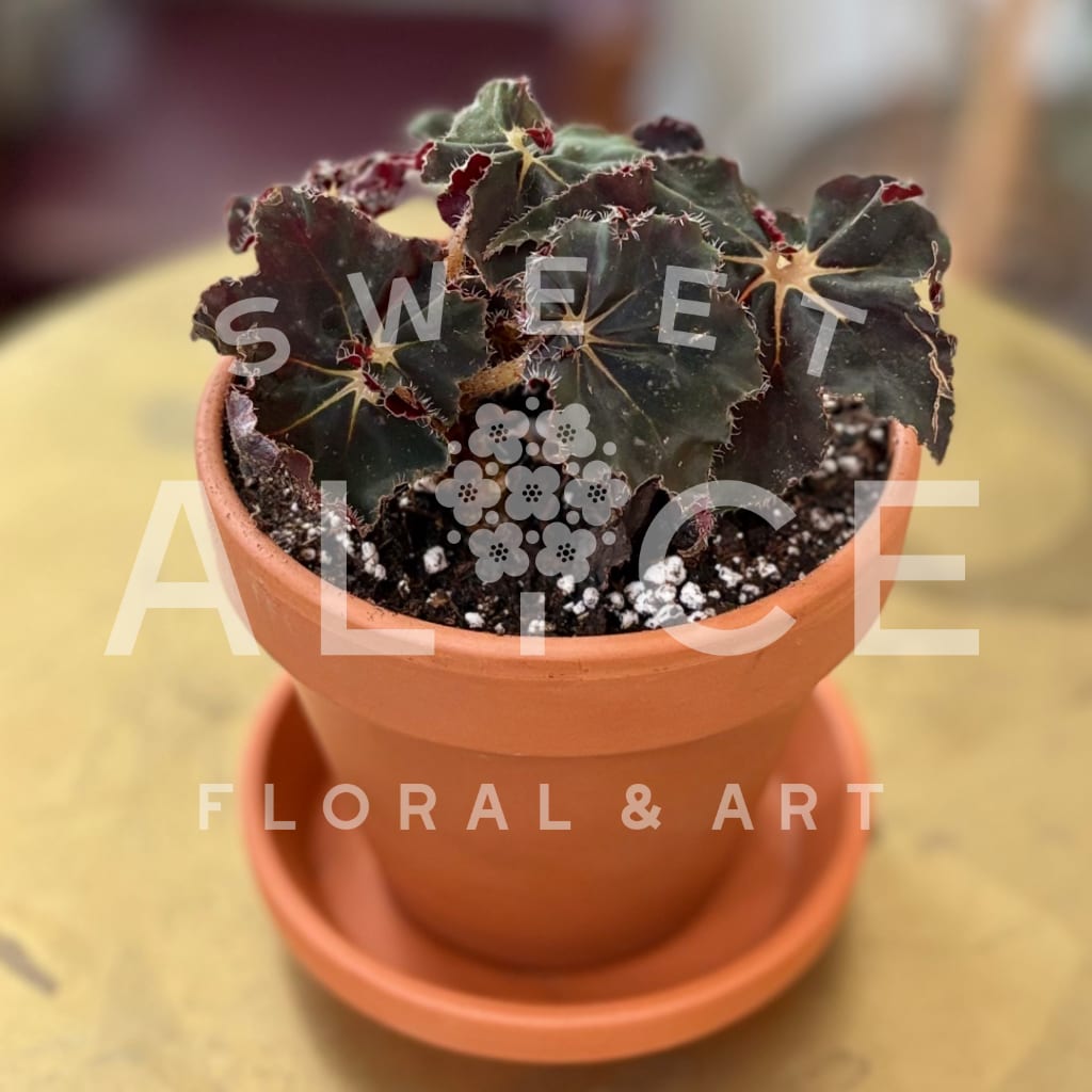 Potted dark-leaved plant in a terracotta pot with a saucer