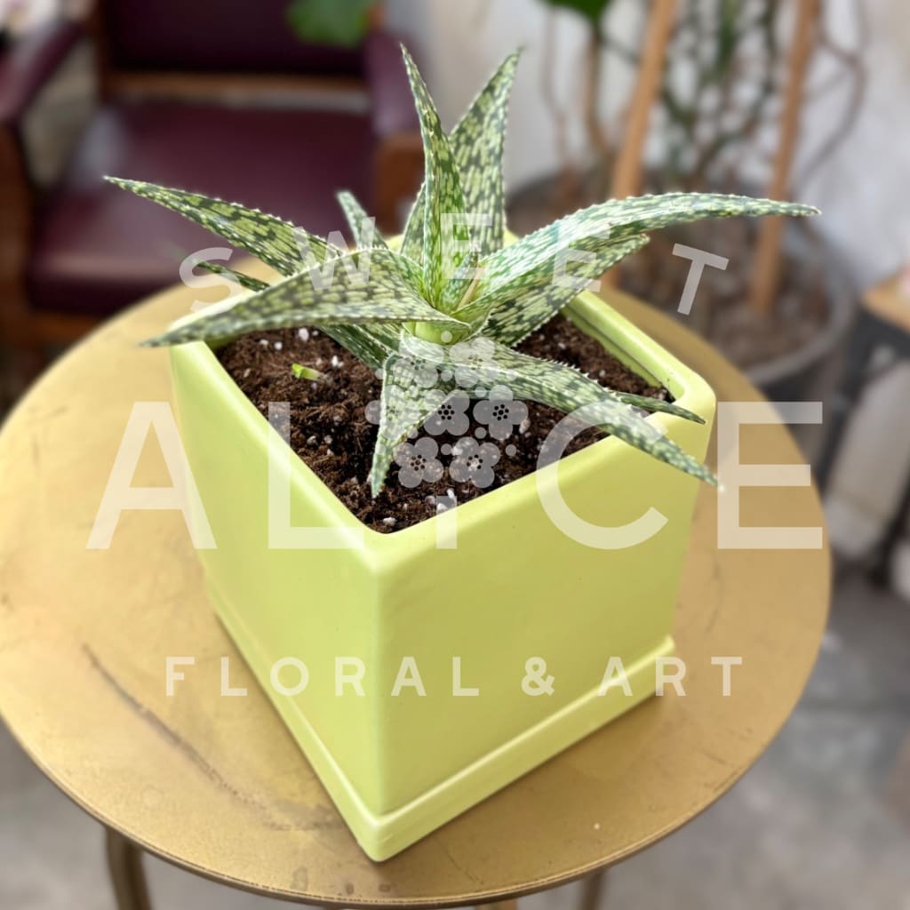 Potted succulent in a lime green square planter