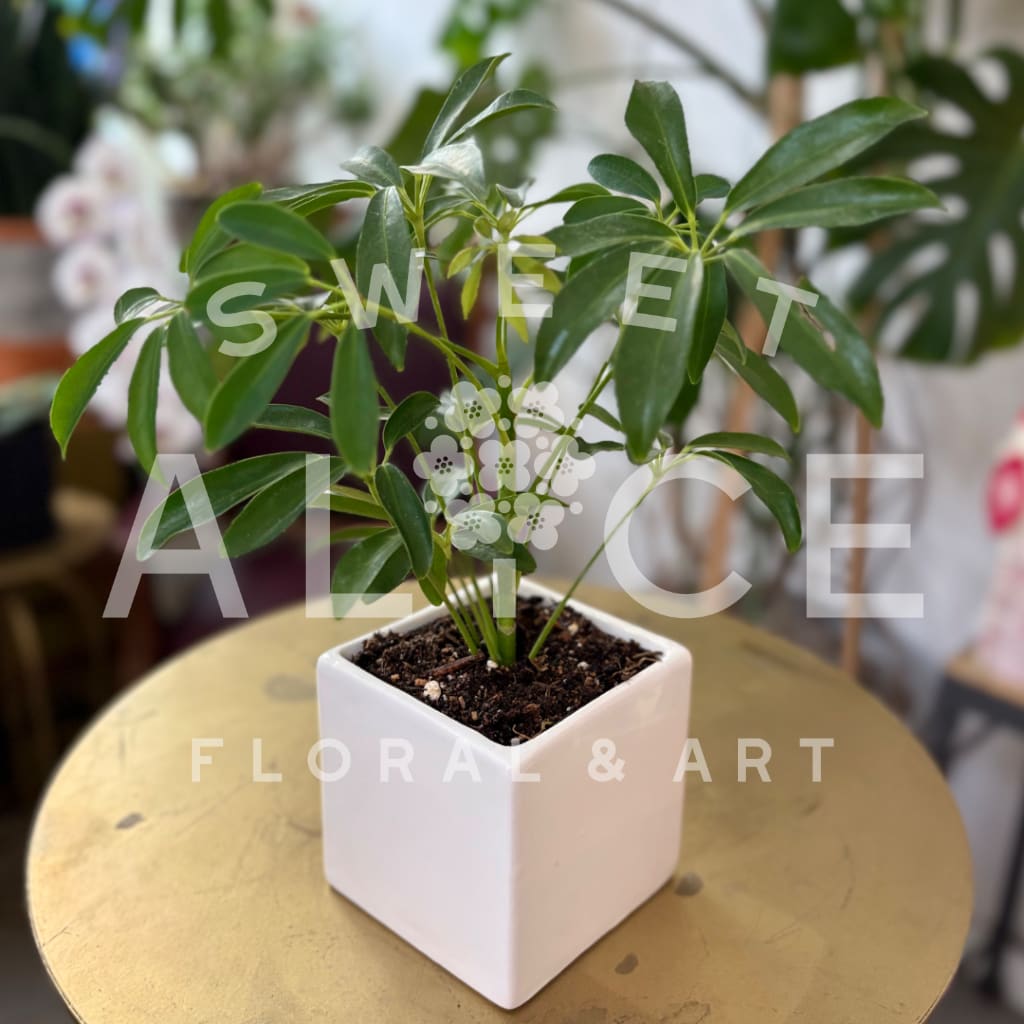Potted green plant in a white square ceramic pot