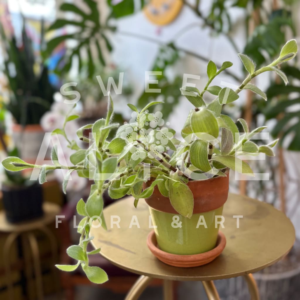 Potted trailing green plant in a terracotta and green pot