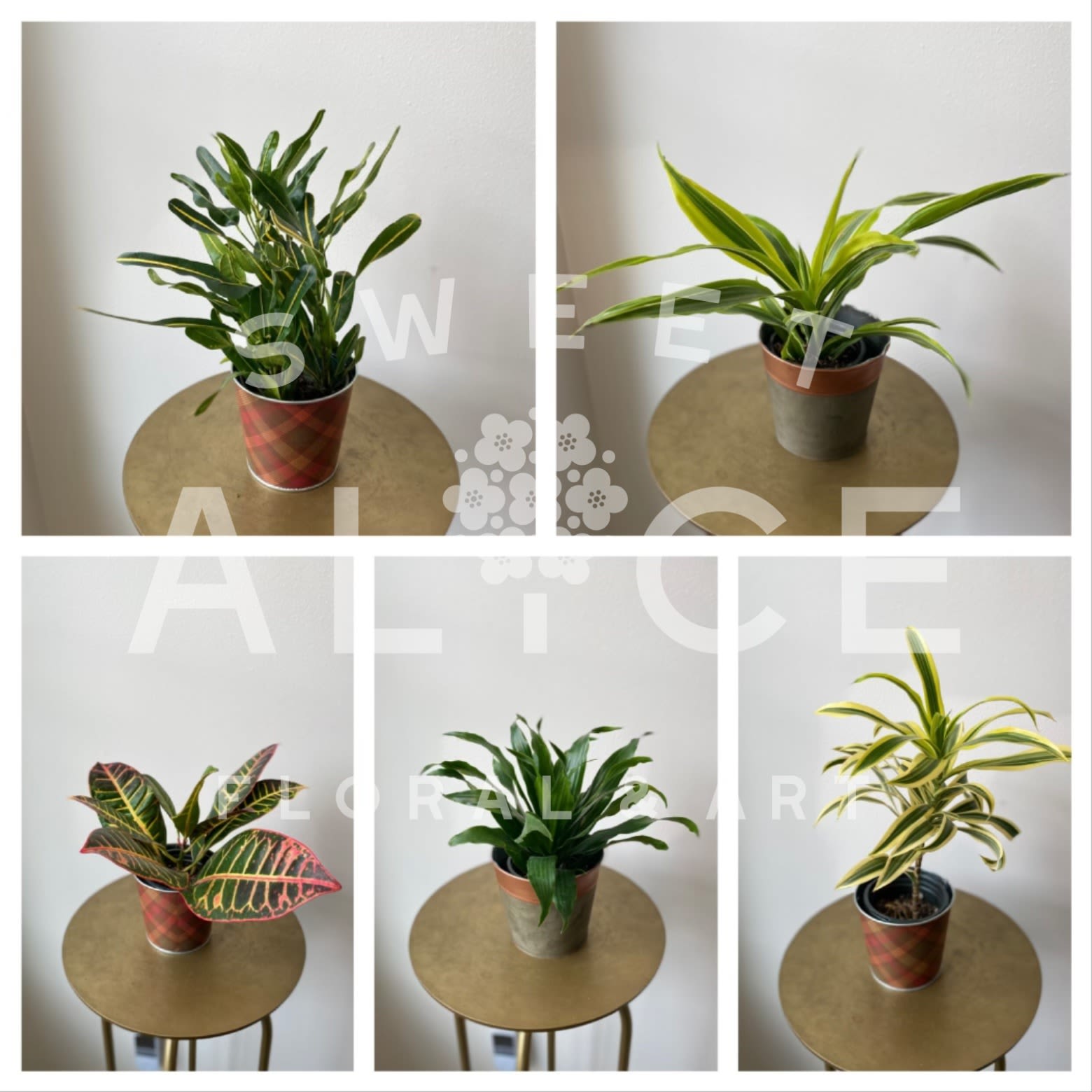 Five potted houseplants arranged on small round tables
