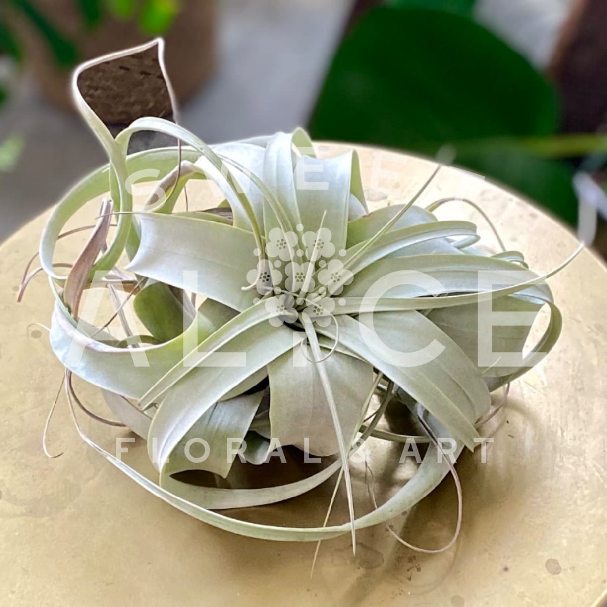Tillandsia Xerographica Air Plant - This easy to care for air plant has a wow factor that easily can be a conversation starter in you place of work or home. 