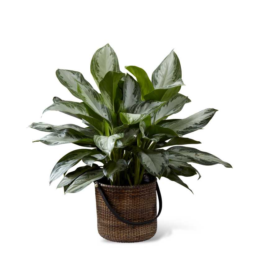 The FTD Chinese Evergreen - The FTD Chinese Evergreen is a popular indoor plant, known for its exquisite lush variegated foliage and easy to care for disposition. This beautiful green plant arrives presented in a round stained handled basket to give it a natural look making it an elegant addition to any space. 10" plant. **** Please allow 5-7 days lead time to order
