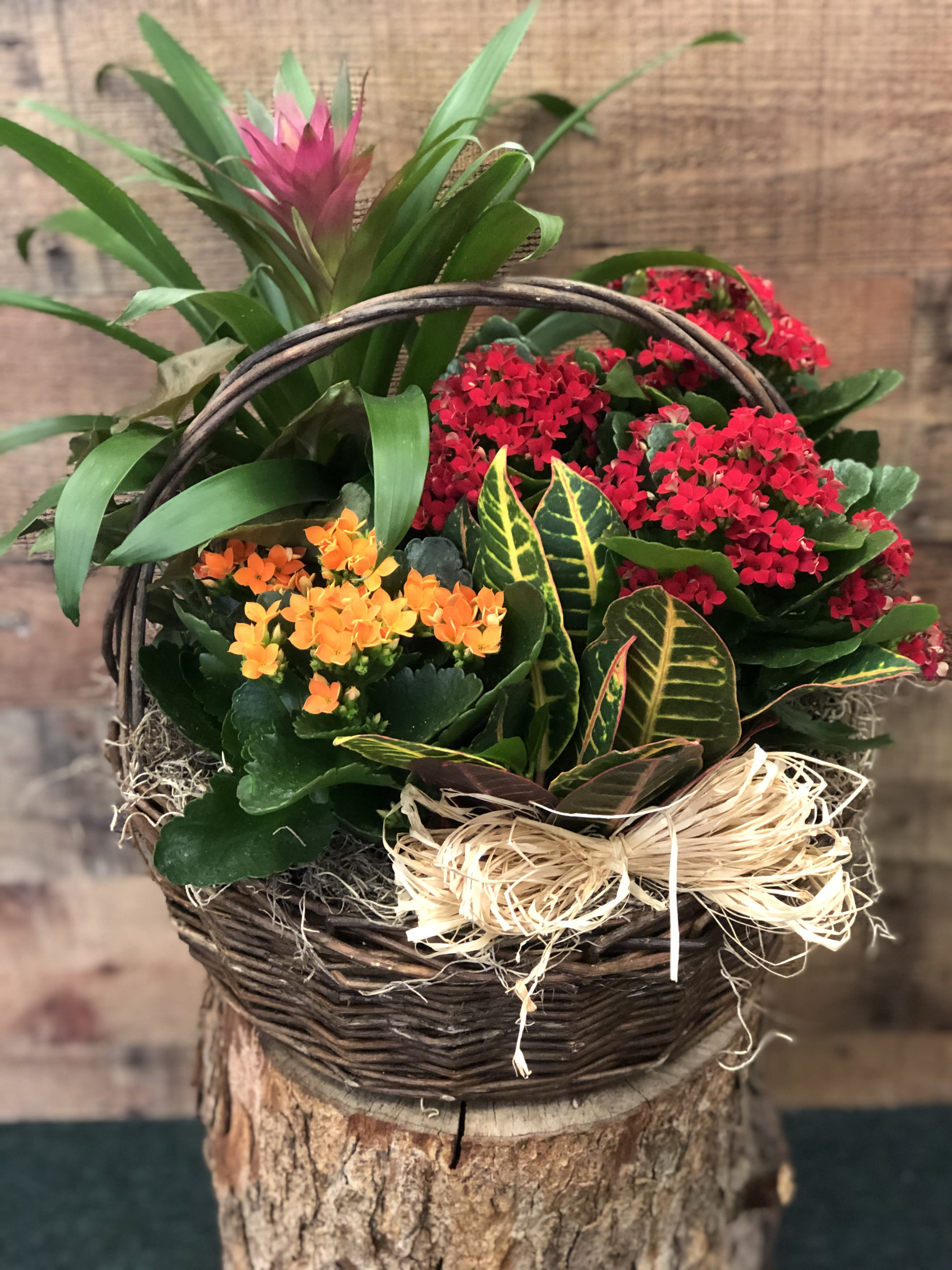 Fall Harvest Basket - This collection of fall toned potted plants are beautifully arranged in a dark rustic basket.  **Plant type and colors may vary**