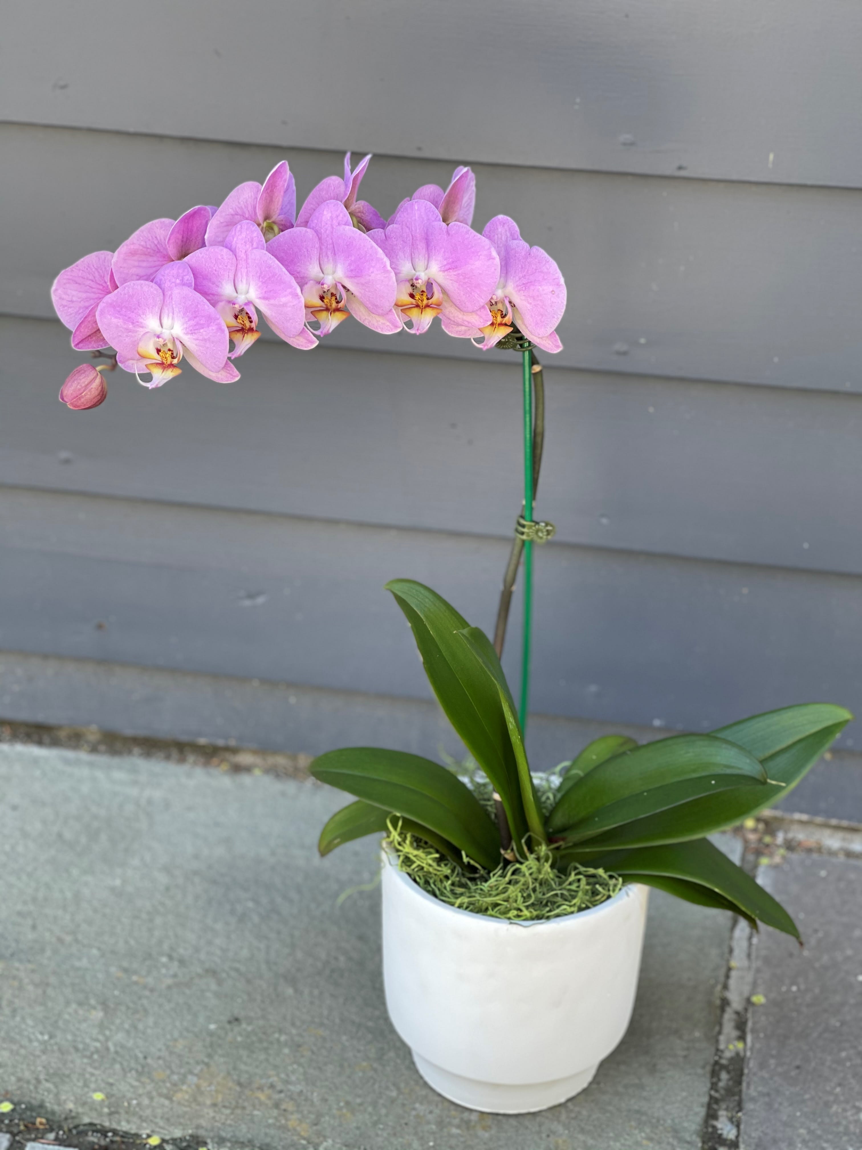 Premium Color Orchids - Phalaenopsis Orchid Planter available in a variety of colors, displays its exotic character while seated in a designer container to create a symbol of true grace. **Orchid Color &amp; Decorative pot may vary. ***Orchid flower and bud stage will vary depending on inventory. 
