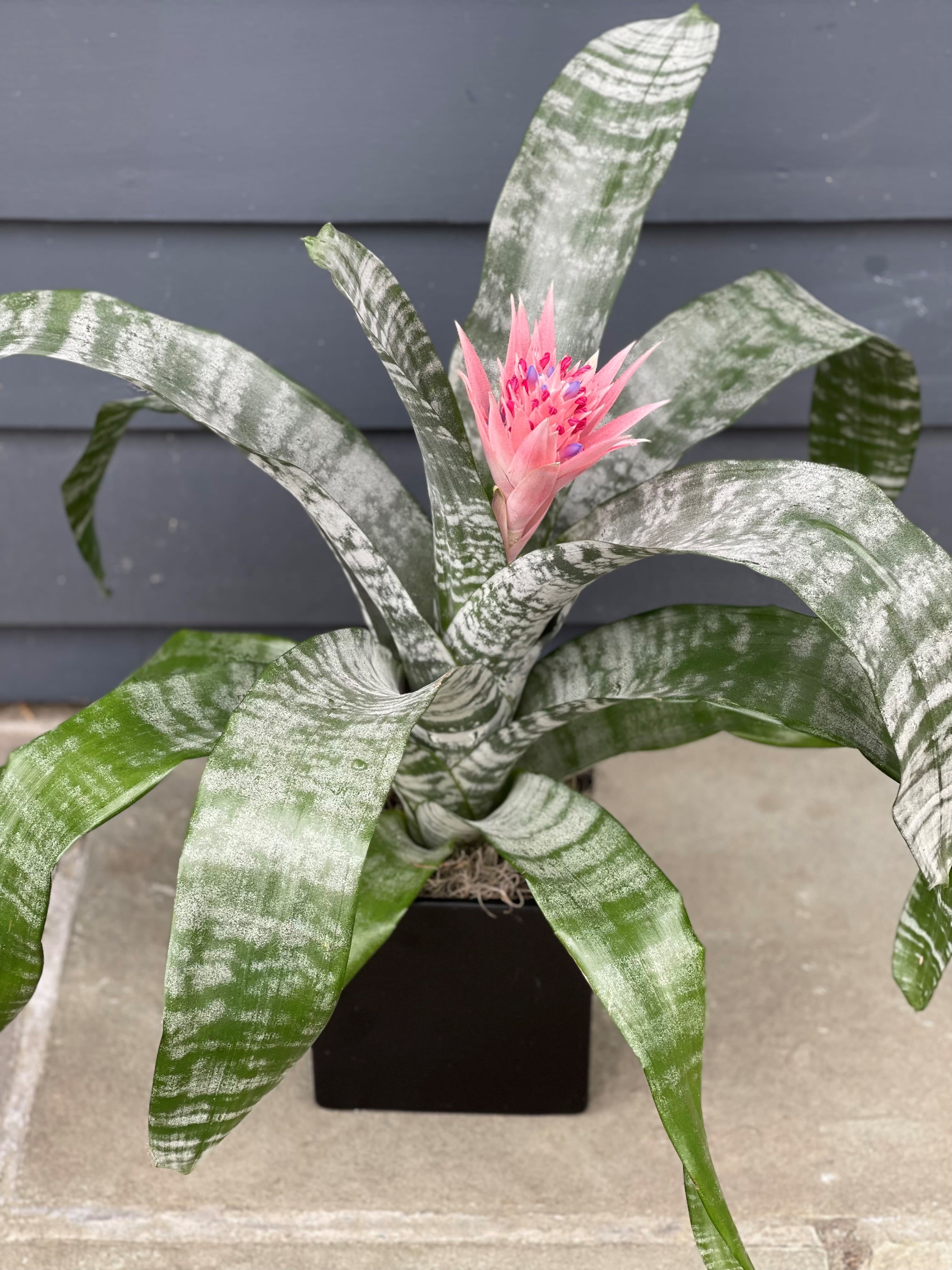 Potted bromeliad with striped green leaves and a pink flower spike