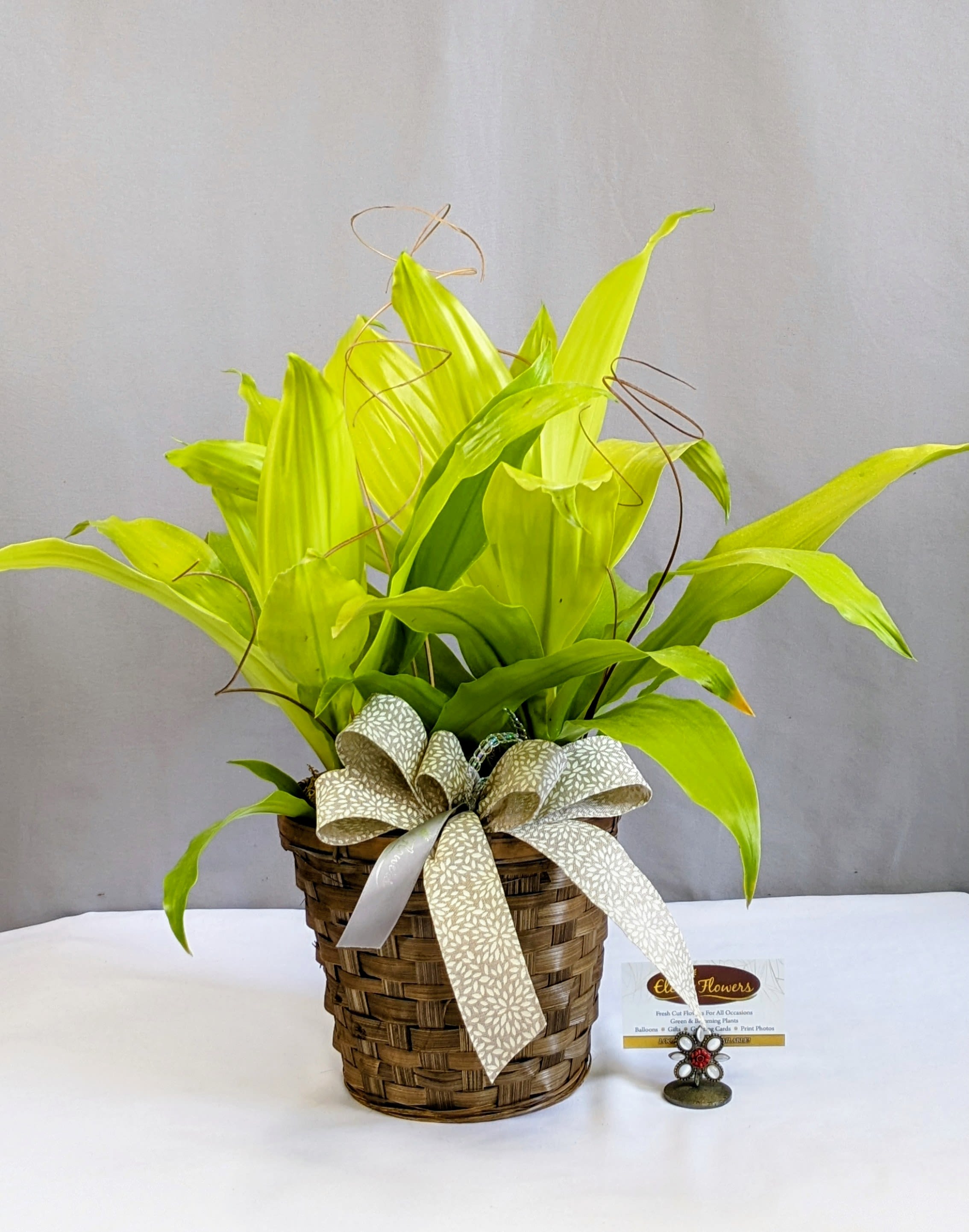 Stunning Dracaena - 6" Planter - This Janet Craig Lemon Lime Dracaena is a timeless and elegant plant, known for its rich, bright green foliage and easy-care nature. Its lush, glossy leaves create a full and graceful look, making it a perfect addition to any home or office space.  Nestled in a basket, this design is enhanced with delicate accents that add a soft touch of charm. The combination of natural greenery and subtle decorative details makes it both stylish and versatile—ideal for gifting or brightening up any room with long-lasting beauty.  Approximate Dimensions: 20"H x 24"W
