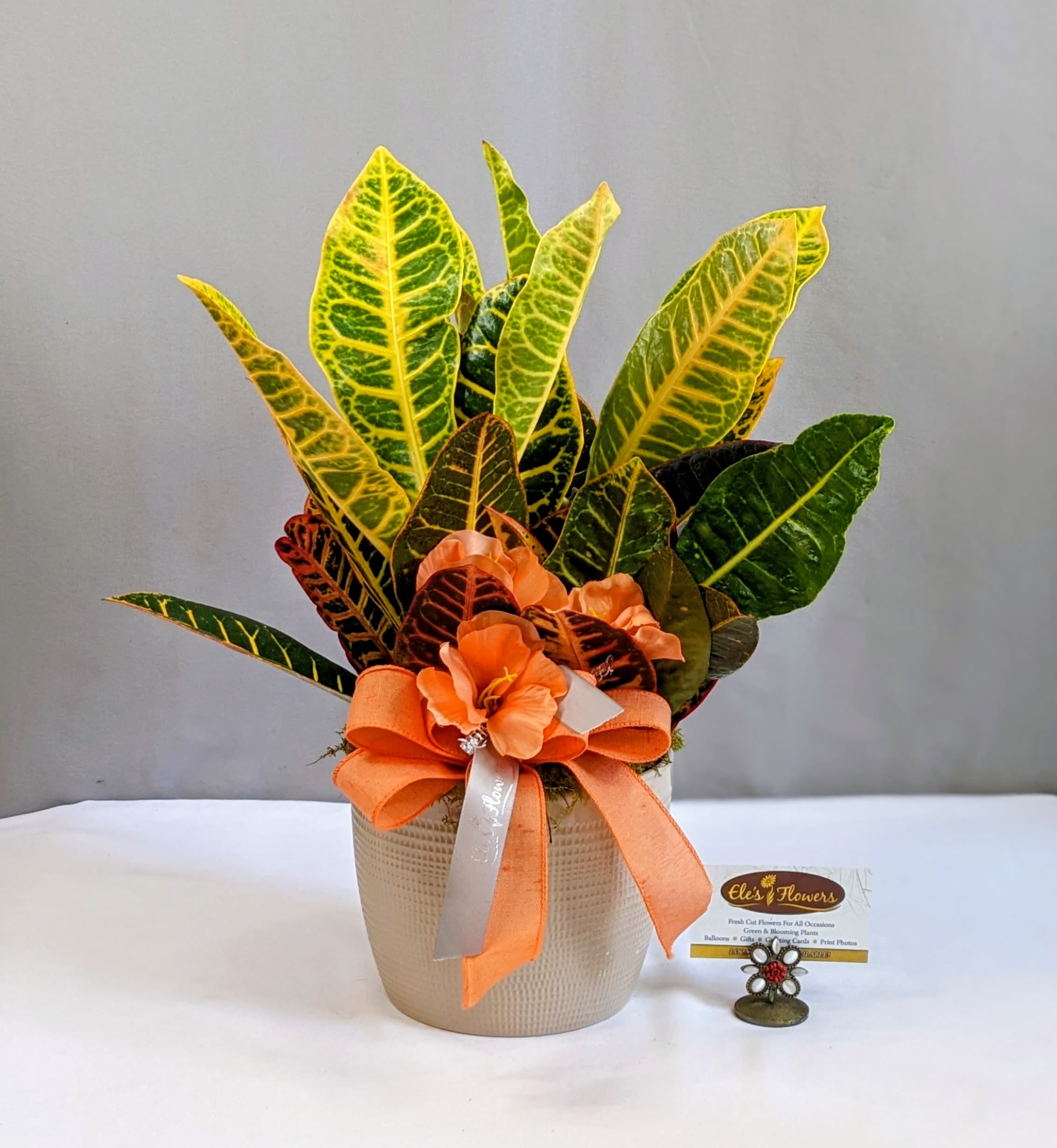 Colorful Croton - 6" Potted - Croton plants feature glossy, leathery leaves that are typically large and come in a wide range of vibrant colors and patterns. The leaves can be variegated with shades of yellow, orange, red, green, and purple, often in bold and dramatic combinations. Some varieties have distinct patterns such as stripes, spots, or splotches, adding to their visual appeal.  They prefer bright, indirect light but can tolerate some direct sunlight. Croton plants thrive in well-draining soil and require regular watering to keep the soil evenly moist, especially during active growth periods. This plant should be kept out of the reach of children and pets.  Care instructions are provided.  Approximate Dimensions: 18"H x 15"W