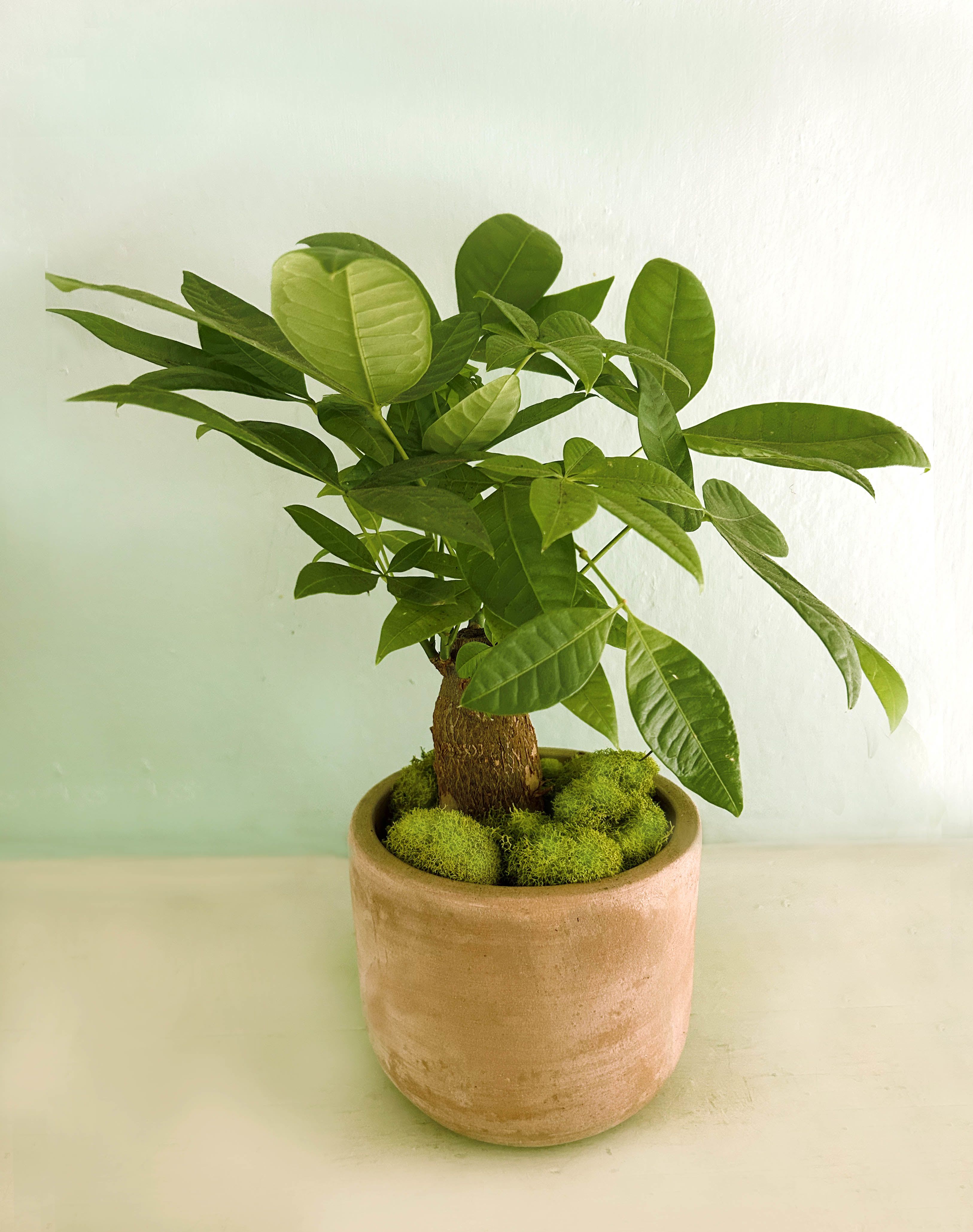 Potted green plant with broad leaves in a tan ceramic pot
