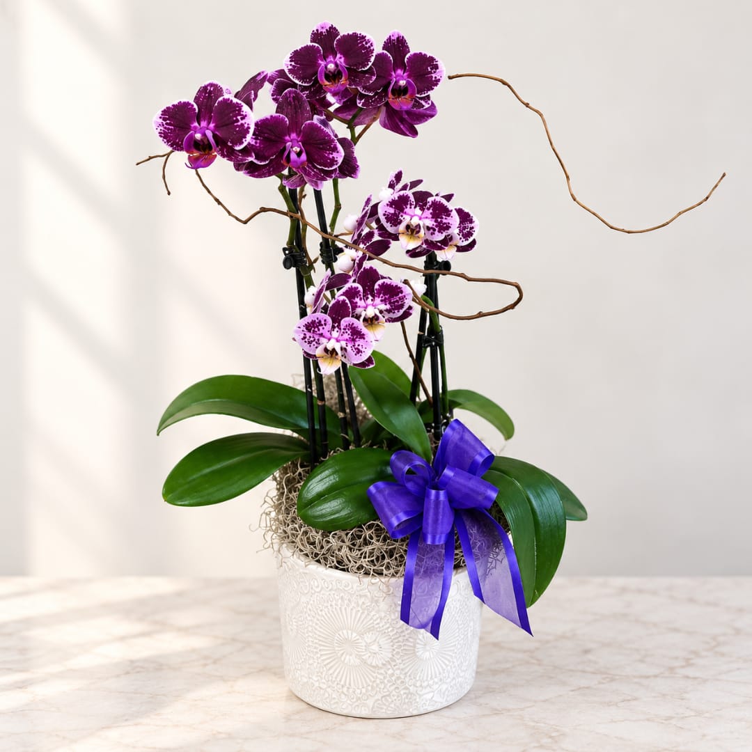 Purple orchids in a white pot with a ribbon bow