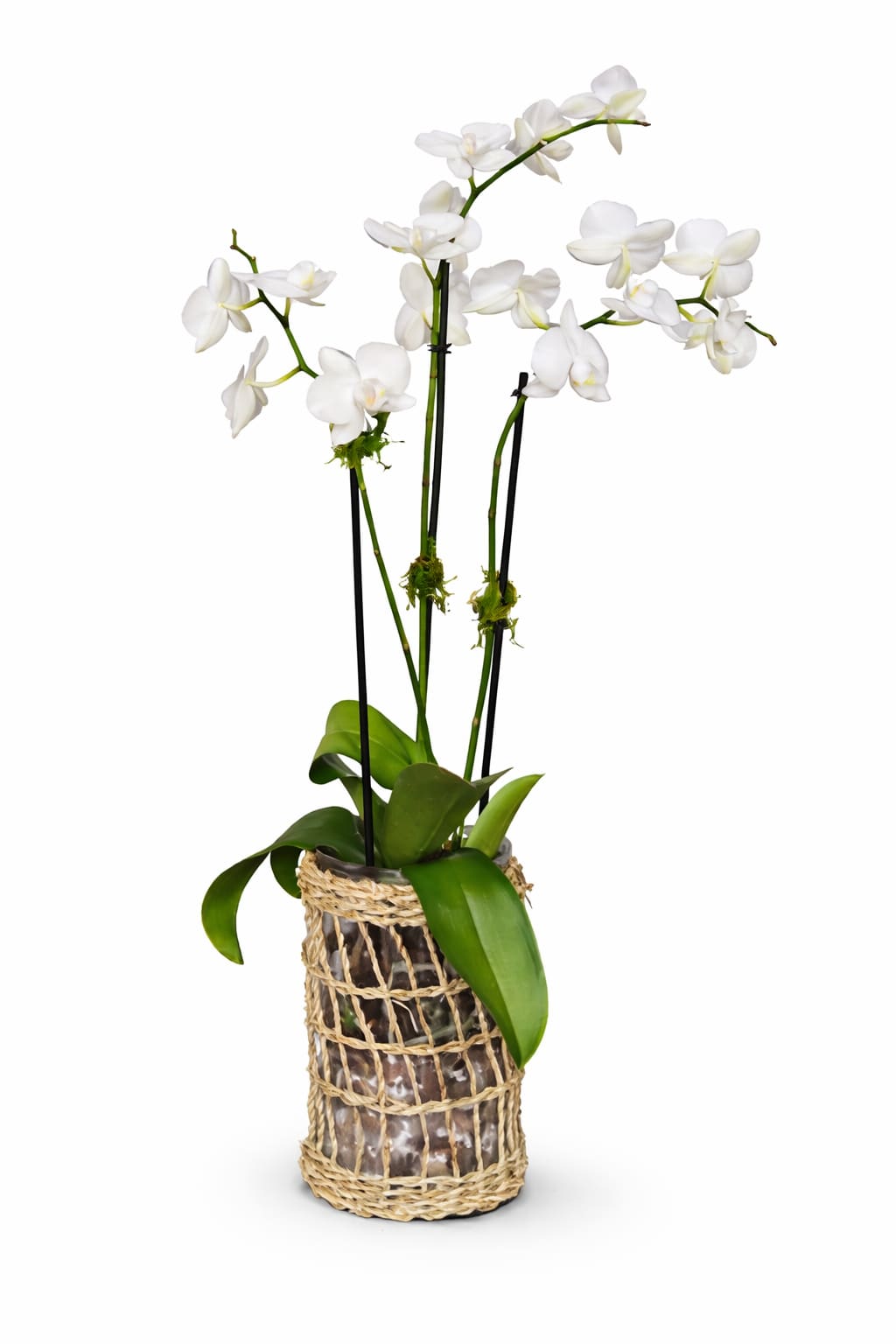 Tall white phalaenopsis orchid plant in a glass vase wrapped with a woven natural fiber sleeve