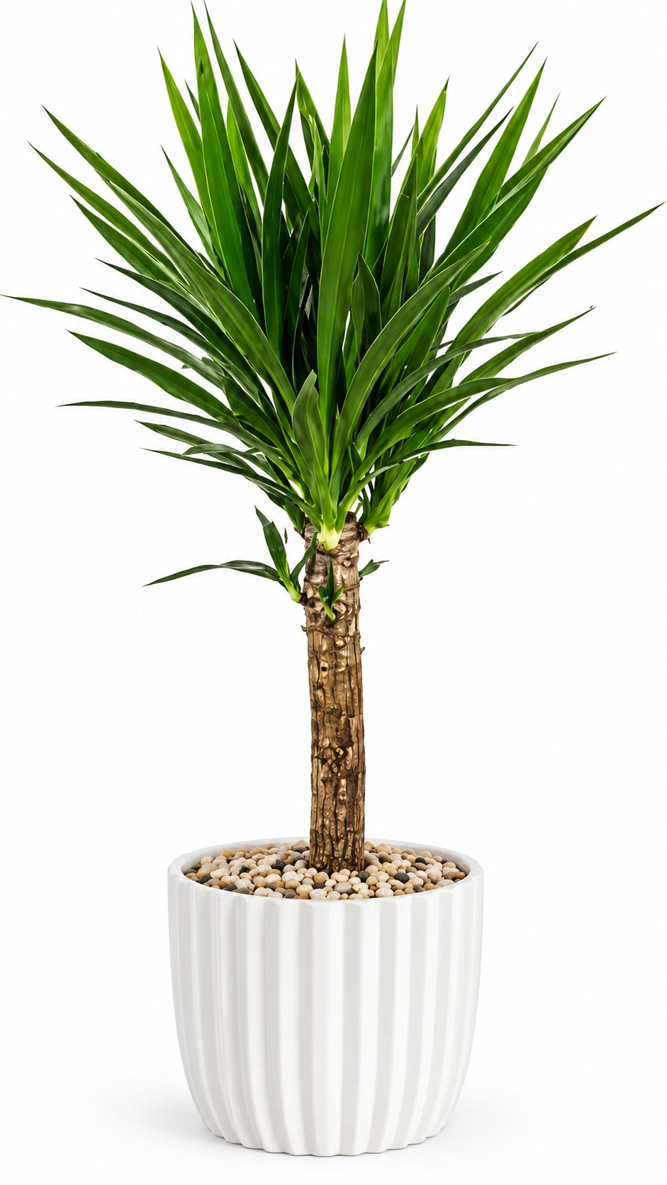 Yucca Cane Plant - Add a touch of modern tropical elegance to any home or office with our beautiful Yucca Cane Plant. Known for its bold upright growth and vibrant green sword-like leaves, this easy-care plant brings natural beauty and contemporary style to any indoor space.  Planted in a stylish decorative container, the Yucca Cane makes a perfect gift for birthdays, housewarmings, sympathy sentiments, corporate offices, or simply brightening someone’s day with lasting greenery.  Its architectural shape and low-maintenance care make it a favorite for both plant lovers and beginners alike.  Features: Easy-care indoor plant Bold tropical appearance Air-purifying qualities Long-lasting greenery gift Decorative container included