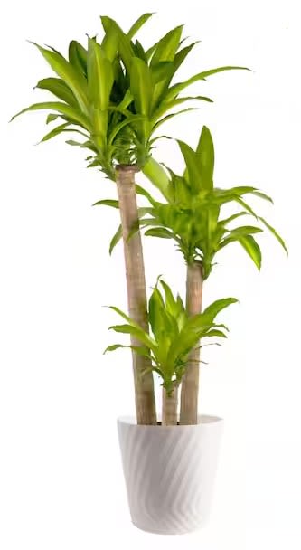 LARGE Dracaena Mass Cane - A sculptural trio of dracaena mass cane plants creates a clean, modern statement perfect for a housewarming or a "just because" gift. This vertical, tropical-feeling arrangement-one taller cane flanked by two shorter companions-brings bright green foliage and bold variegation into a room, giving the recipient an instant focal point that reads as both contemporary decor and a welcoming touch.  Planted in a simple white planter pot, the composition stands tall and architectural with an average shipping height of 48-60 inches. The Massangeana (corn plant) shows dark green leaves with a broad cream-to-yellow stripe down the center, offering lively contrast and texture without fussy maintenance. Its layered heights make it suitable for corners, entryways, or office spaces where the recipient should feel seen.  Ideal for celebrating a new home, saying congrats, or surprising someone for no reason at all, this large dracaena is a long-lived indoor accent that refreshes a space year-round. Easy to care for and built to make an impression, it arrives ready to display in its 12-inch decorative pot.