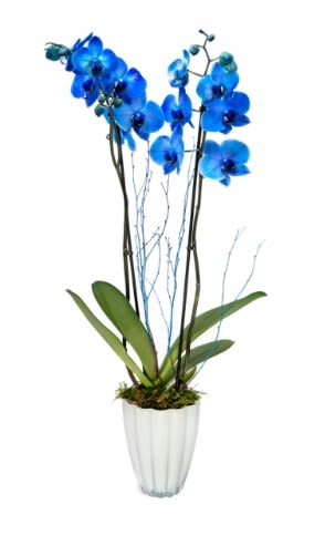 Blue Orchid &amp; Willow Arrangement - A stunning display of vibrant blue Phalaenopsis orchids accented with graceful willow branches, beautifully arranged in a decorative vase. Perfect for birthdays, anniversaries, sympathy, or any special occasion.  Please Note: Vase style and color may vary based on availability while maintaining the overall design and value of the arrangement. 