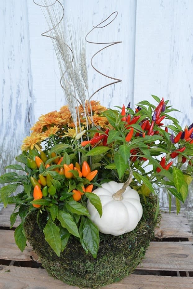 Harvest Planter  - Mixed fall favorites in a decorative pot. Ornamental peppers, pansies and decorative gourds make this planter especially festive!