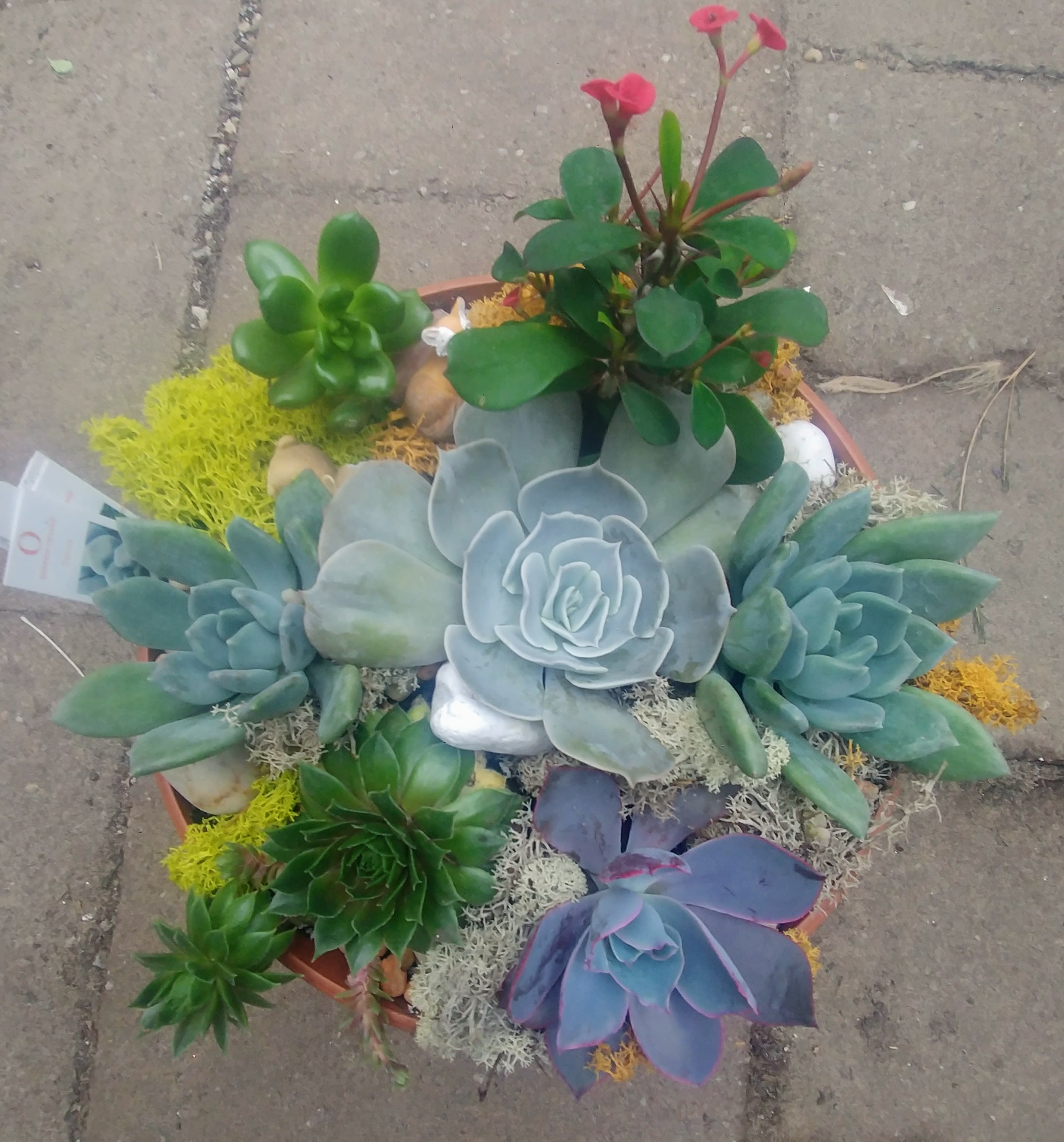 Potted succulent arrangement with rosette plants and small pink blooms