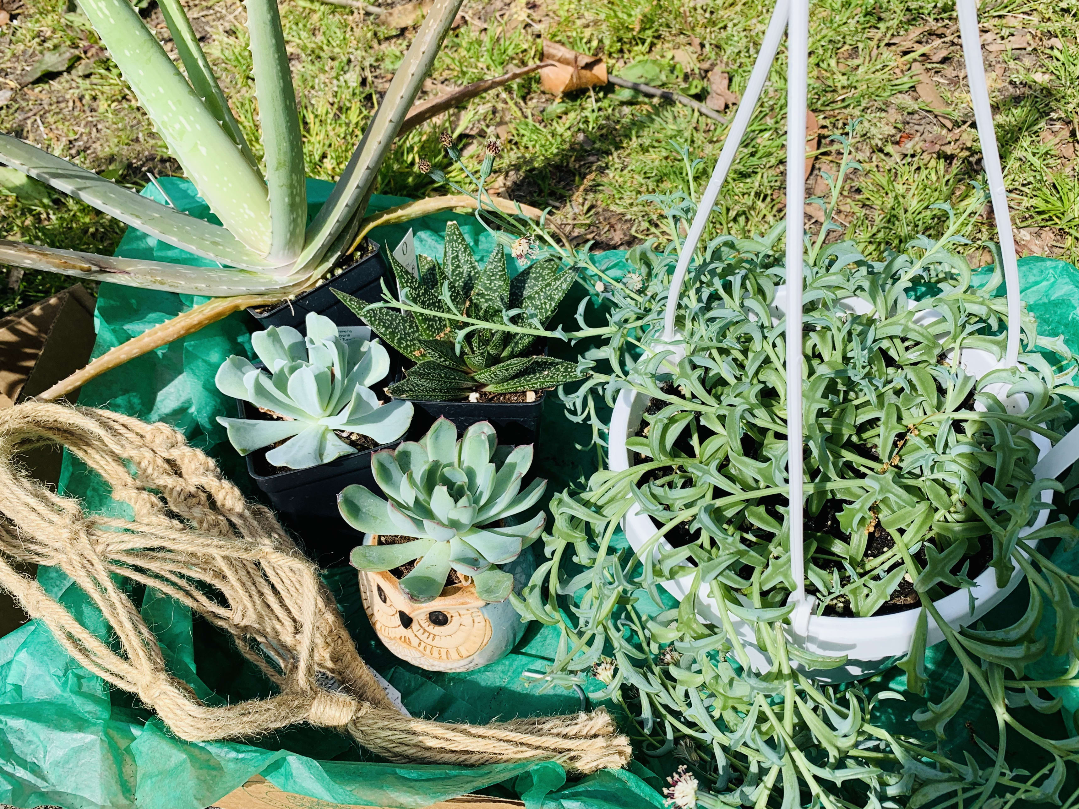 Potted succulents and an aloe plant arranged on green tarp outdoors