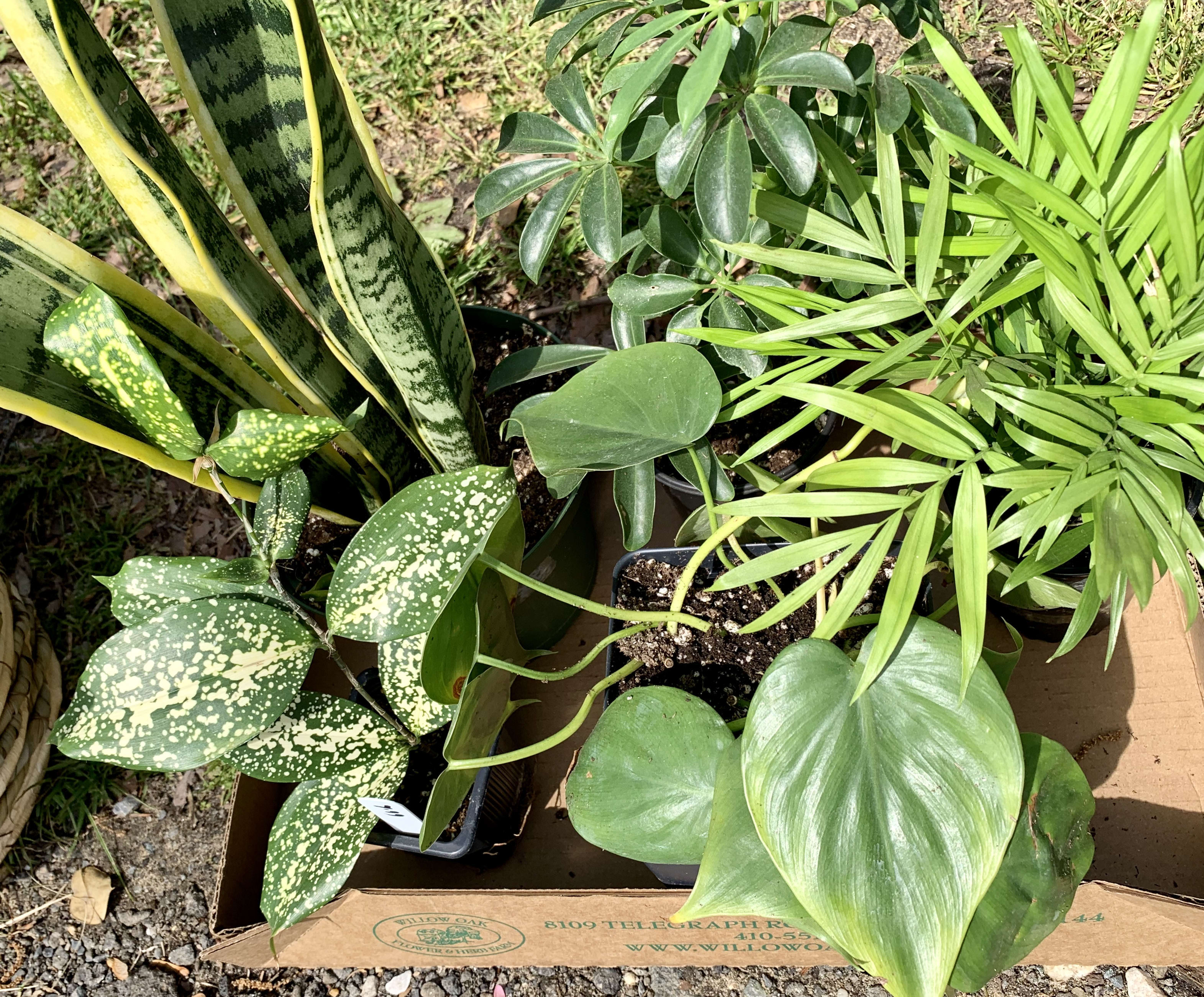 Assorted potted houseplants in a cardboard box outdoors