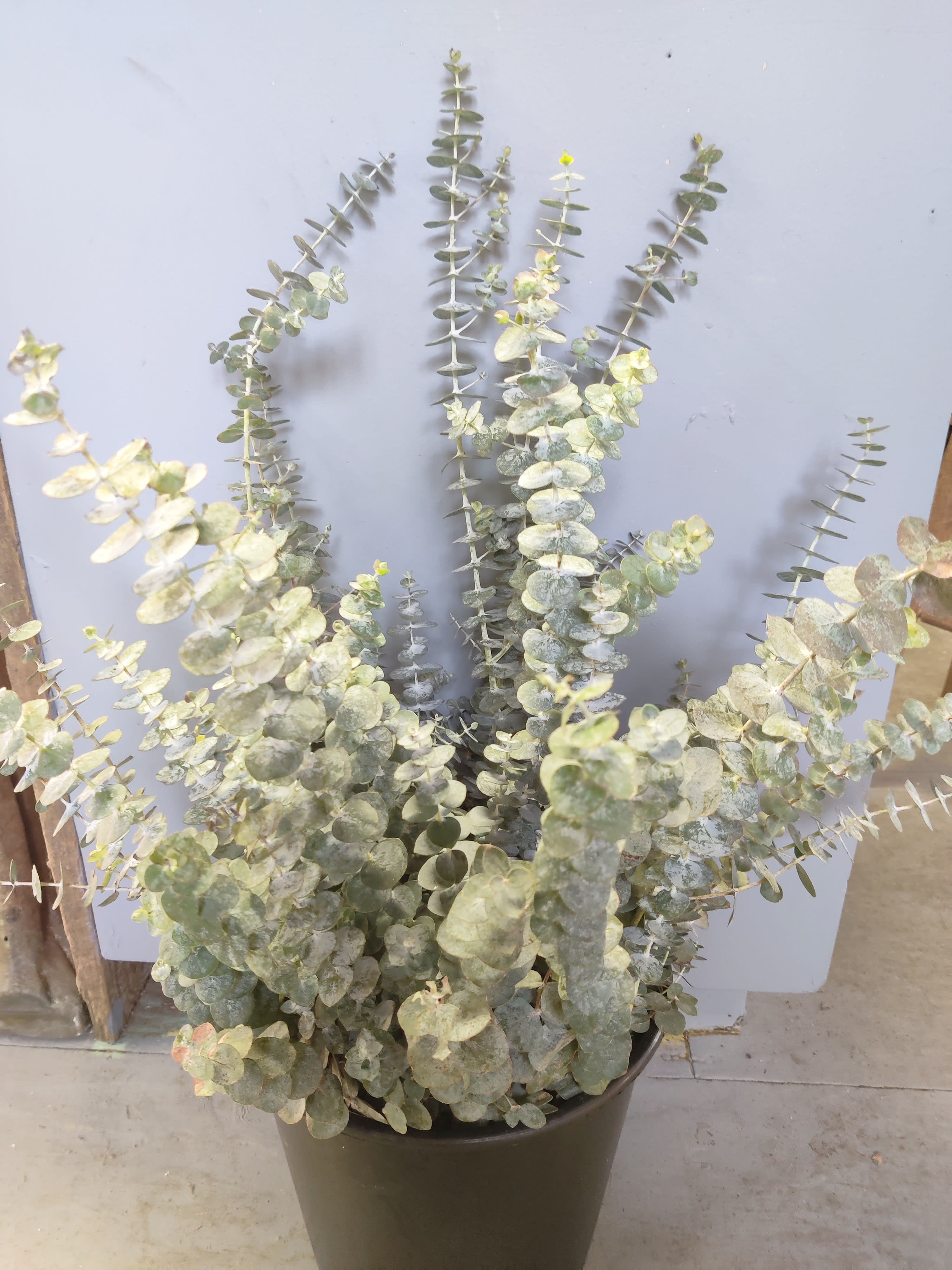 Potted eucalyptus plant with tall silvery-green stems