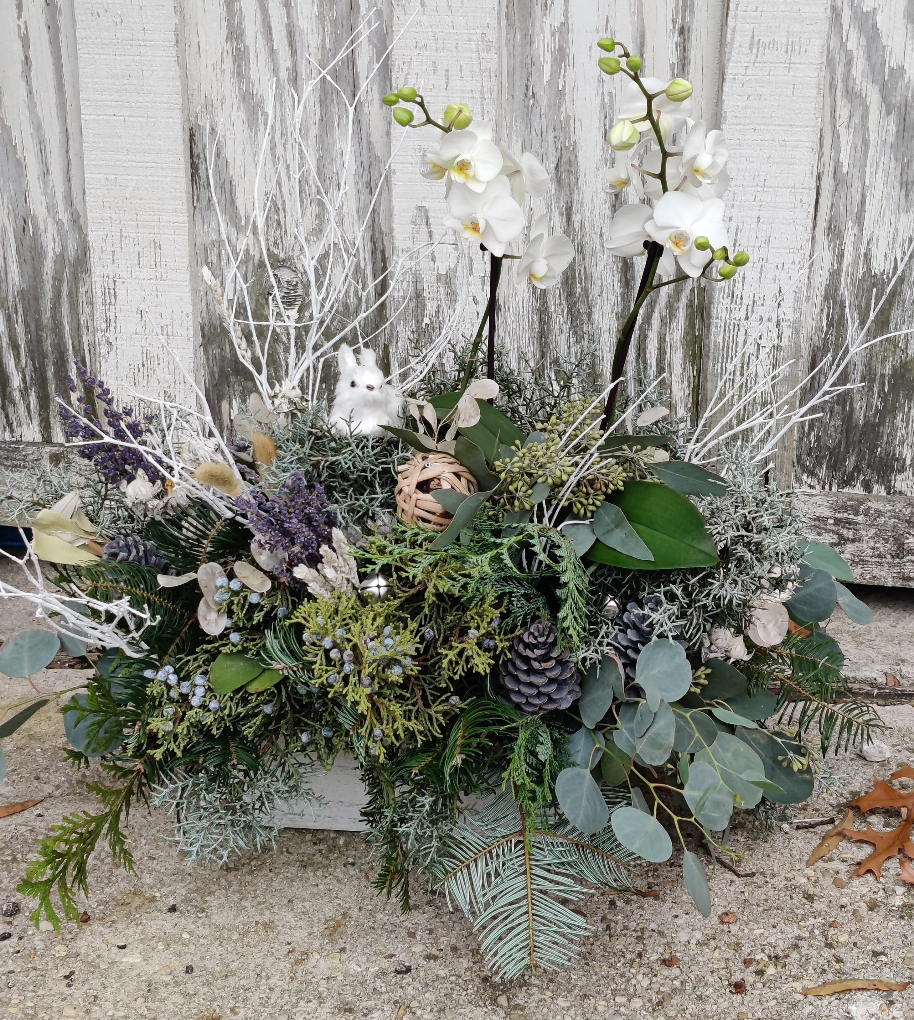 White orchids in a low evergreen arrangement with pinecones and branches