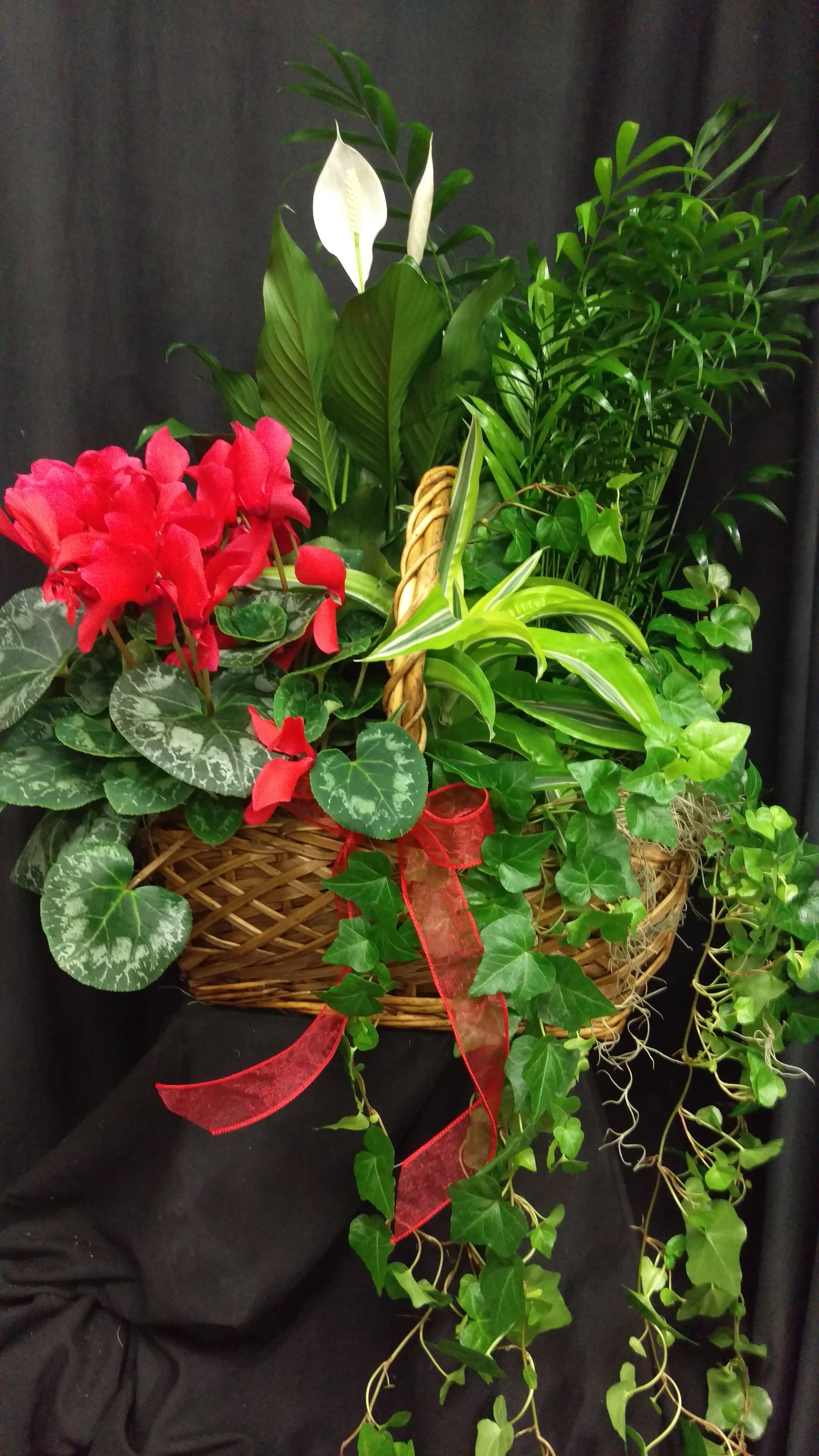 Basket arrangement with red cyclamen, white peace lilies, and trailing ivy