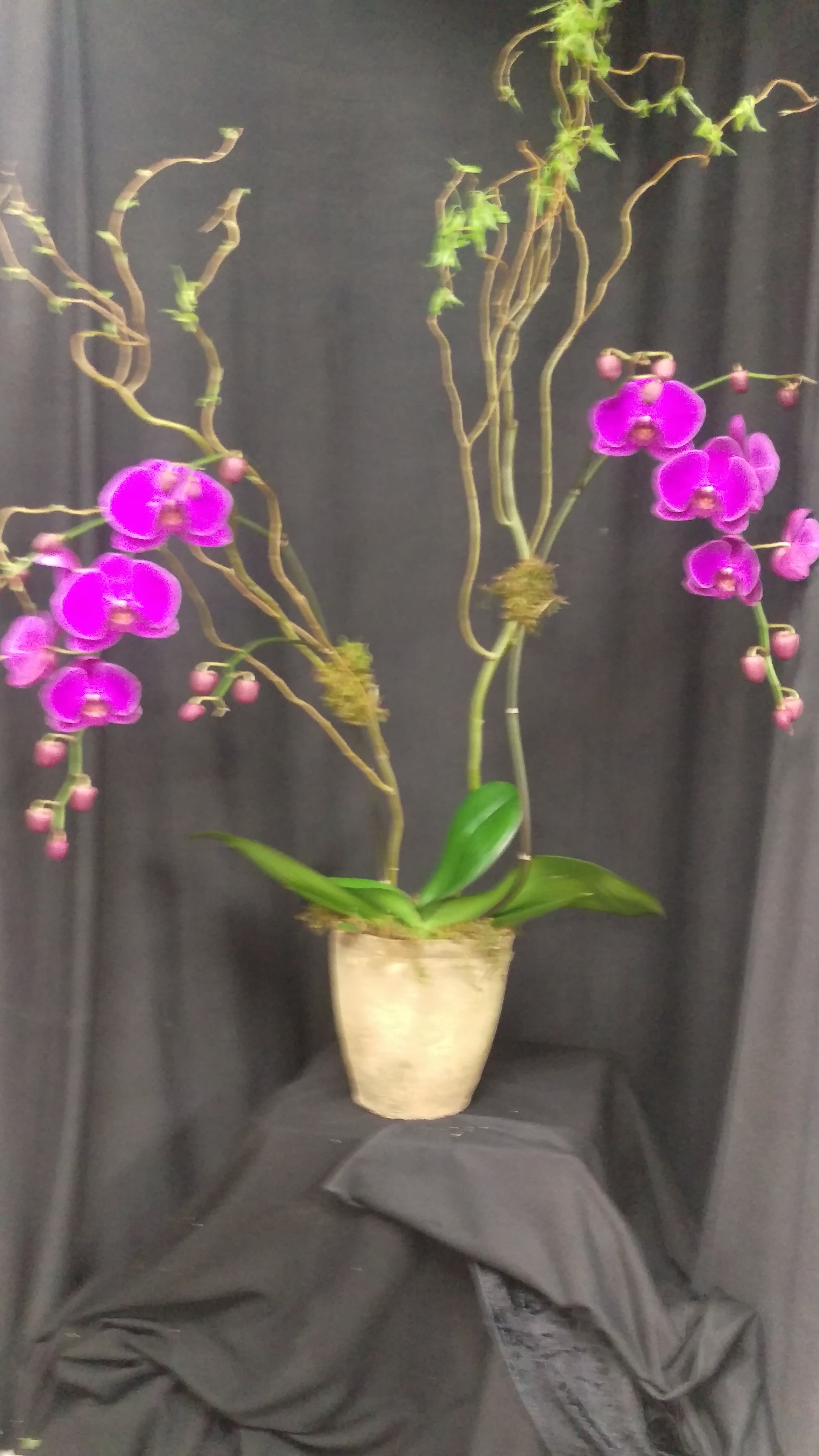 Potted orchid arrangement with bright purple blooms and twisting branches