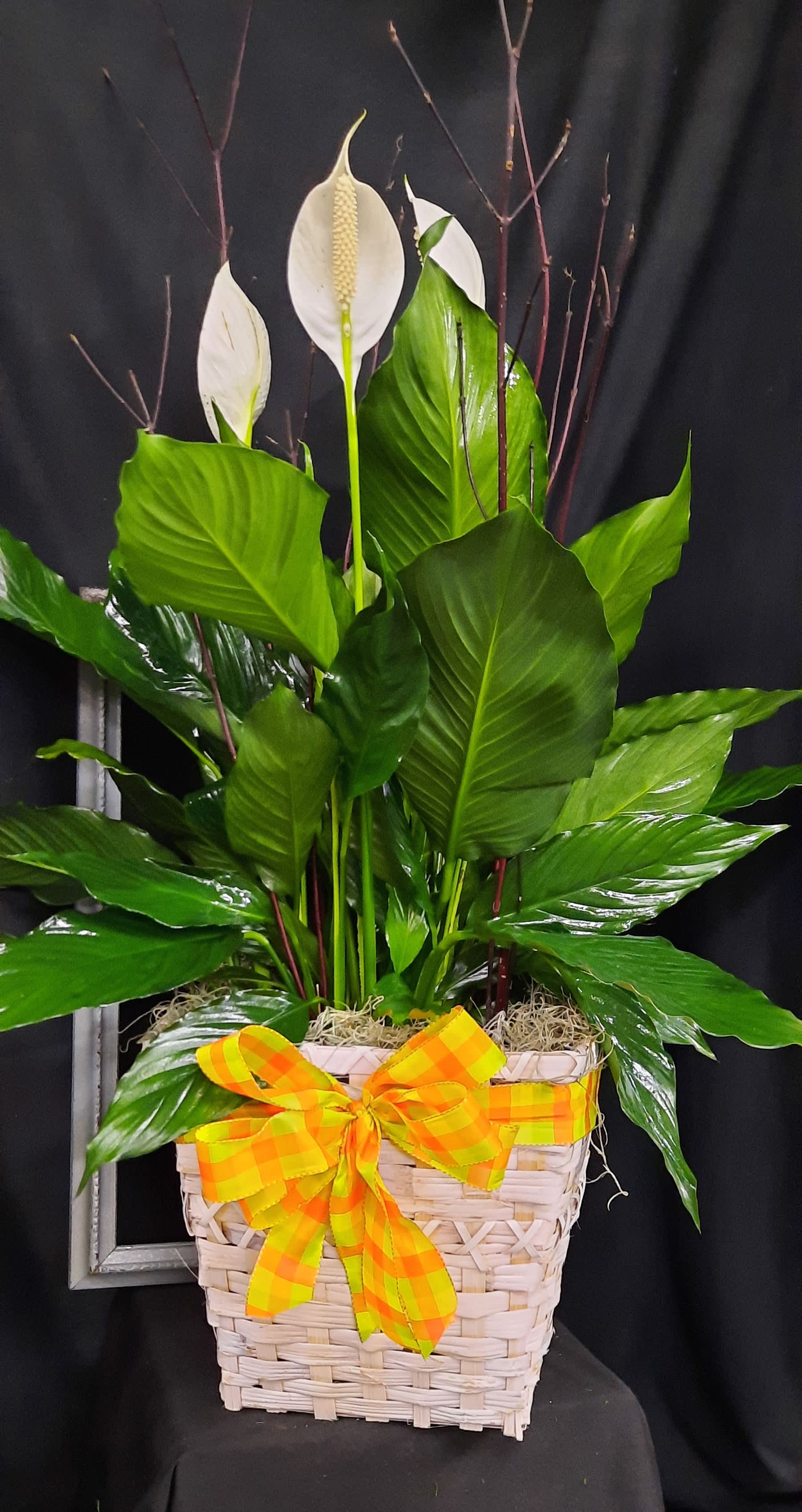White peace lilies in a woven basket with a yellow-orange ribbon