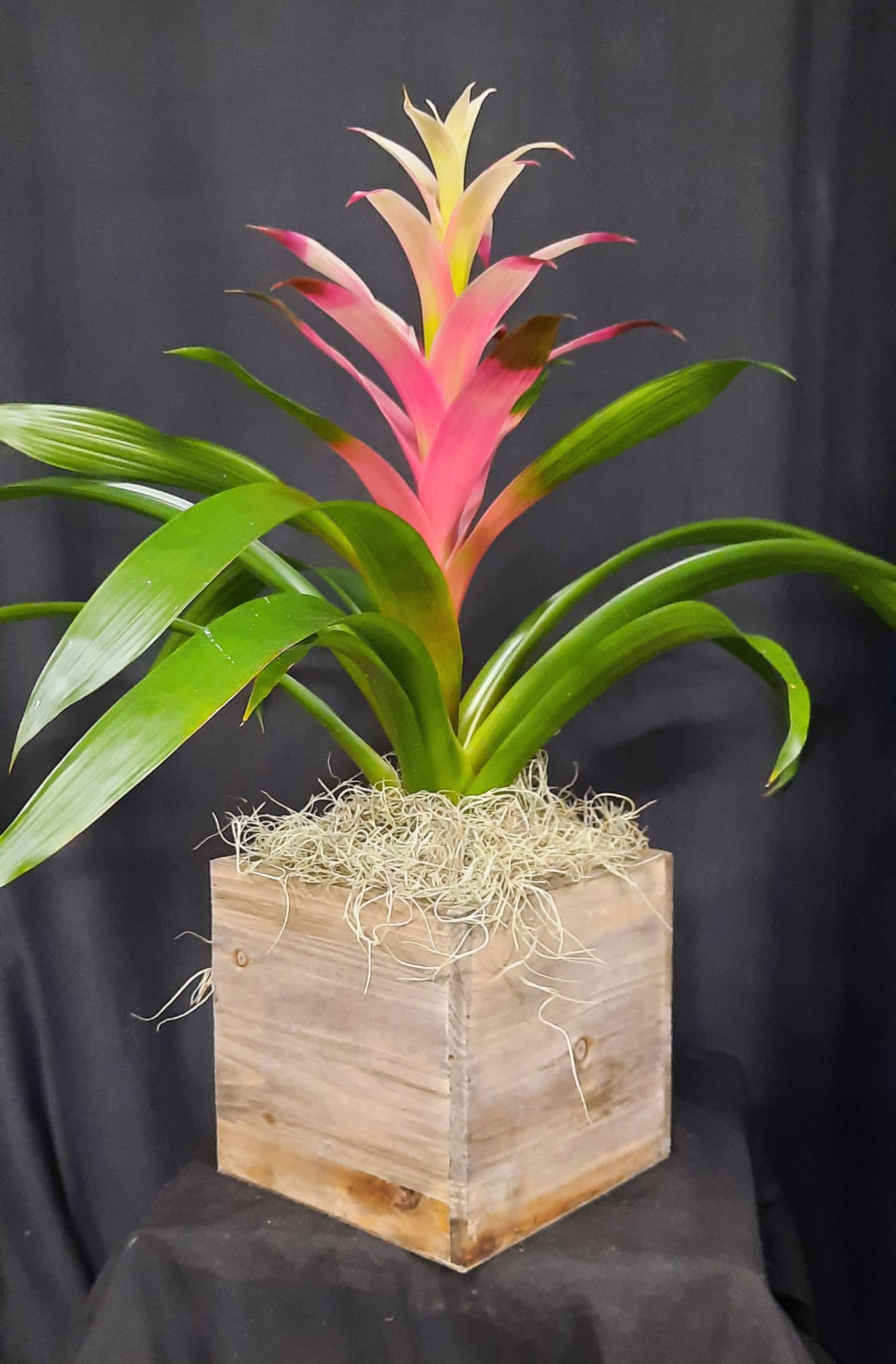 Pink bromeliad plant in a wooden box planter