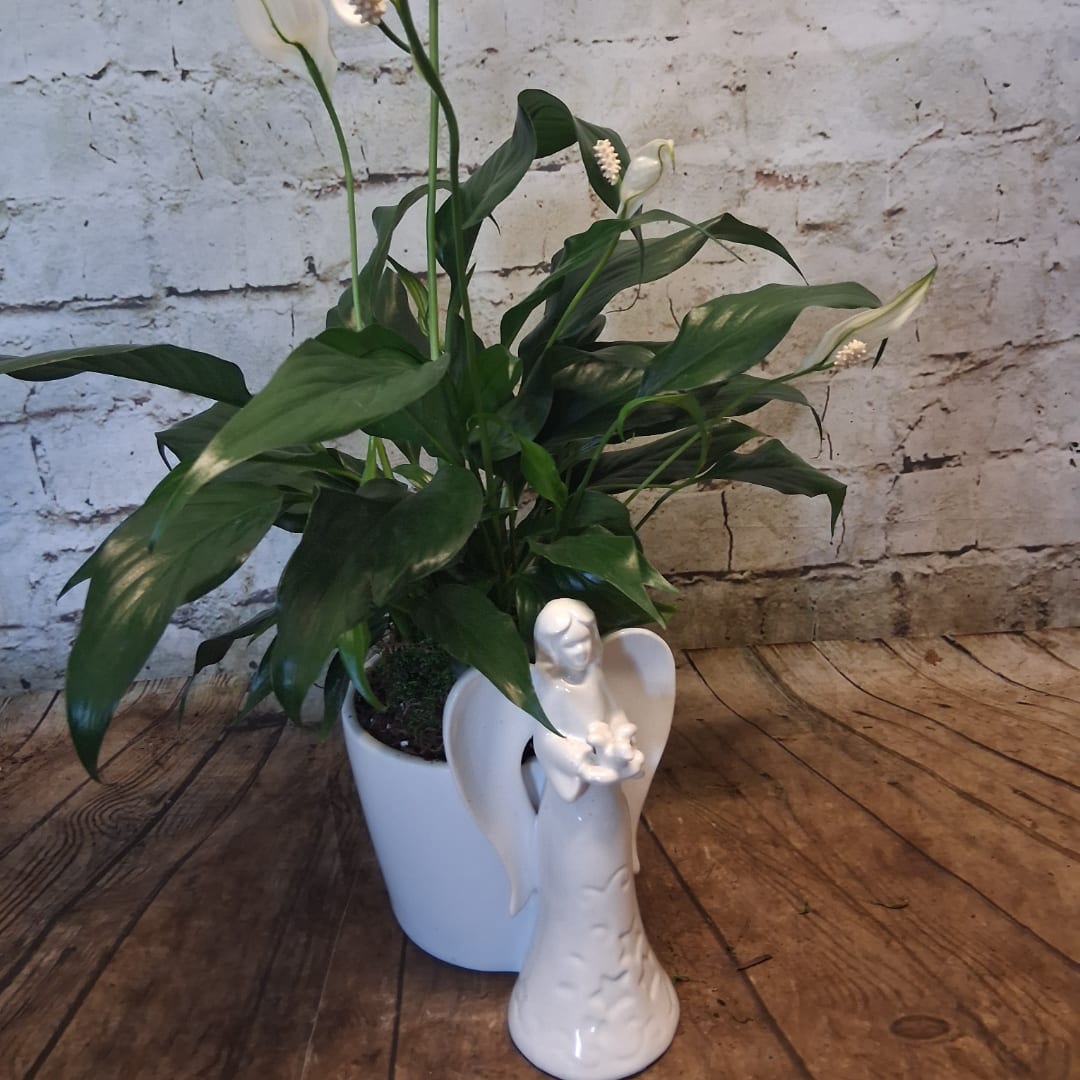 Potted peace lily with white blooms beside a white angel figurine