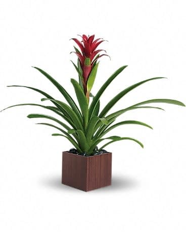 Potted bromeliad with red bloom in a square wooden planter