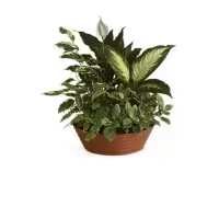 Small Dish Garden - A lovely array of cheerful plants is just the right size for a mid-size desk or table.  