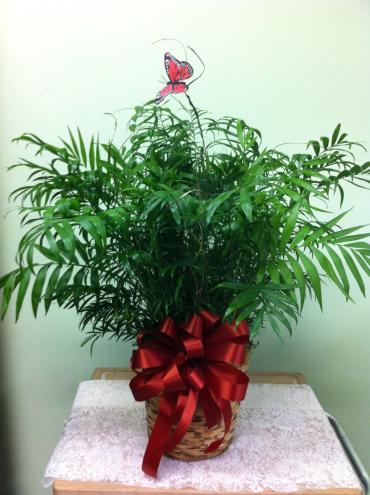 Potted palm plant in a basket with a red ribbon and butterfly topper