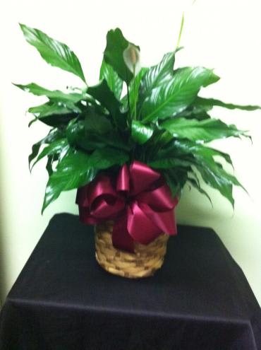 Potted peace lily with a burgundy ribbon in a woven basket