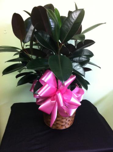 Potted rubber plant with a pink ribbon in a woven basket