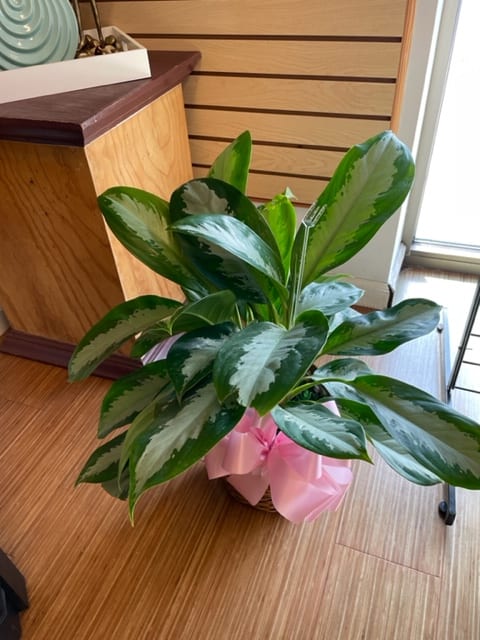 Potted green houseplant with broad variegated leaves and a pink ribbon