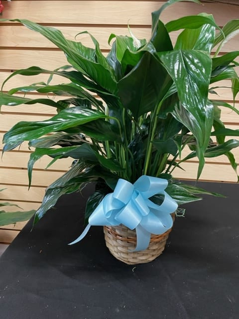 Potted green plant in a wicker basket with a blue ribbon