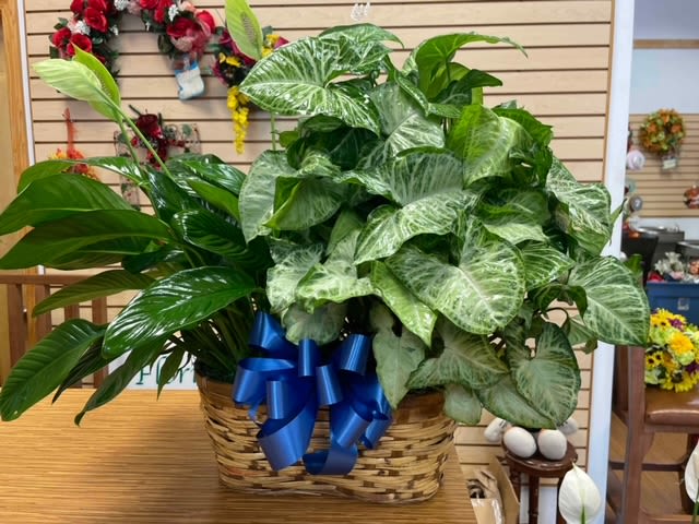 Large green houseplant arrangement in a woven basket with a blue ribbon