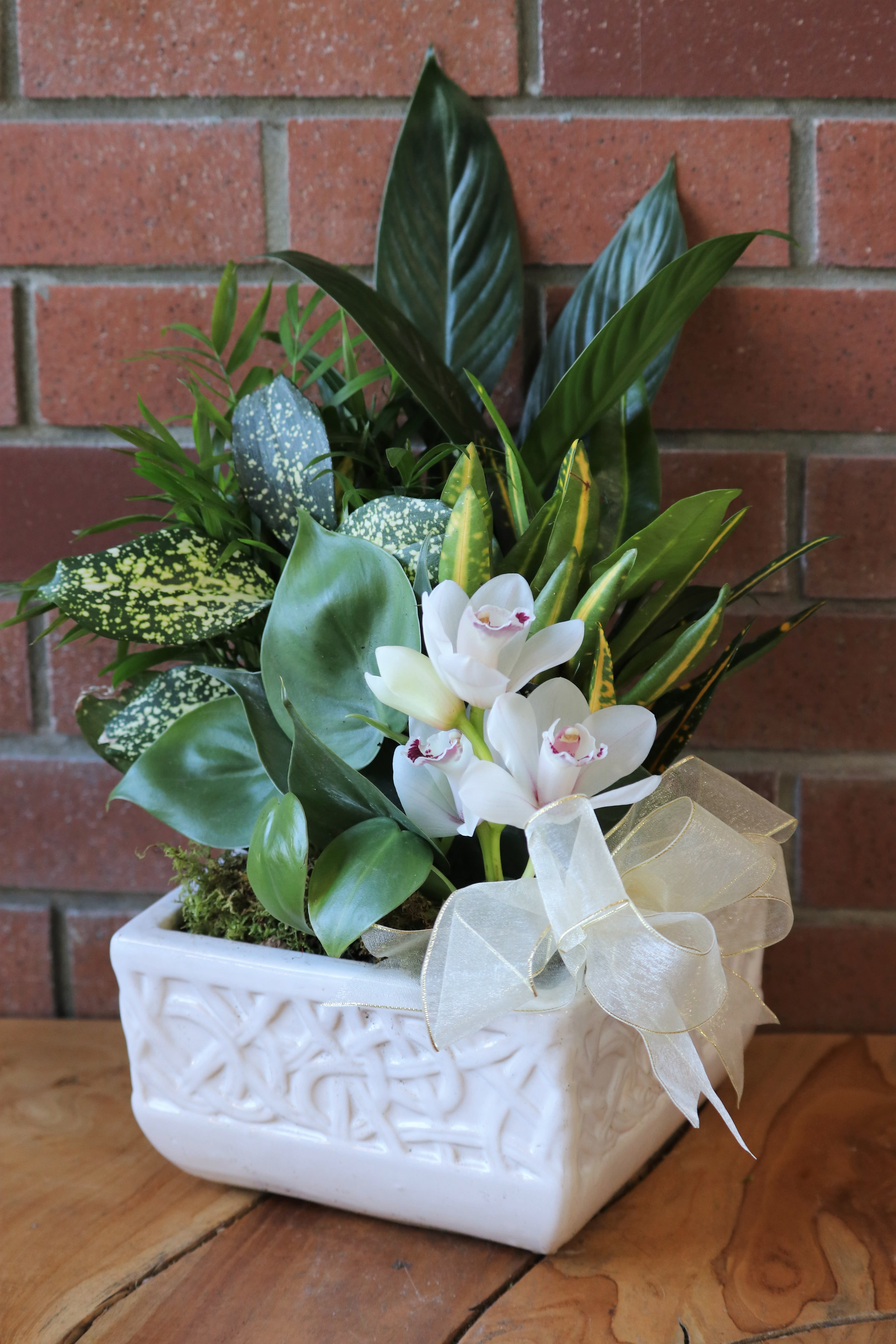 Assorted green plants with white cymbidium orchids in a white ceramic planter with sheer bow