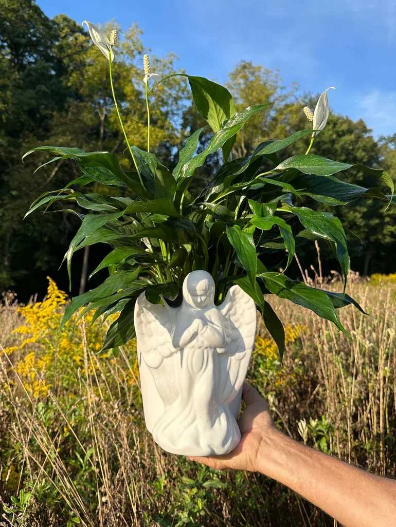 Ceramic Angel Planter with Peace Lily - A glossy white ceramic angel planter cradles a lush 6" peace lily, its tall white spathes and deep green leaves creating a serene and reverent presence perfect for sympathy and funeral arrangements. The praying-angel silhouette-complete with detailed wings and flowing robes-gives this plant a spiritual, comforting feel that gently conveys support and remembrance to the person you're thinking of.  The peace lily arrives densely potted with healthy, glossy foliage and two or more upright white blooms that contrast softly with the planter's sheen. The planter is a single-piece white ceramic angel approximately sized to display a 6" nursery plant; overall height will depend on bloom stems but presents well on mantels, memorial tables, or beside a bedside. Peace lilies prefer moderate, indirect light and consistent humidity-water when the top inch of soil feels dry and avoid overwatering to keep leaves glossy and blooms lasting.  An enduring choice for sending condolences or offering comfort after a loss, this angel planter makes a thoughtful, low-maintenance tribute that continues to grow as a reminder of care. Same-day delivery is available locally to Baltimore and nearby communities for timely, hand-delivered support.