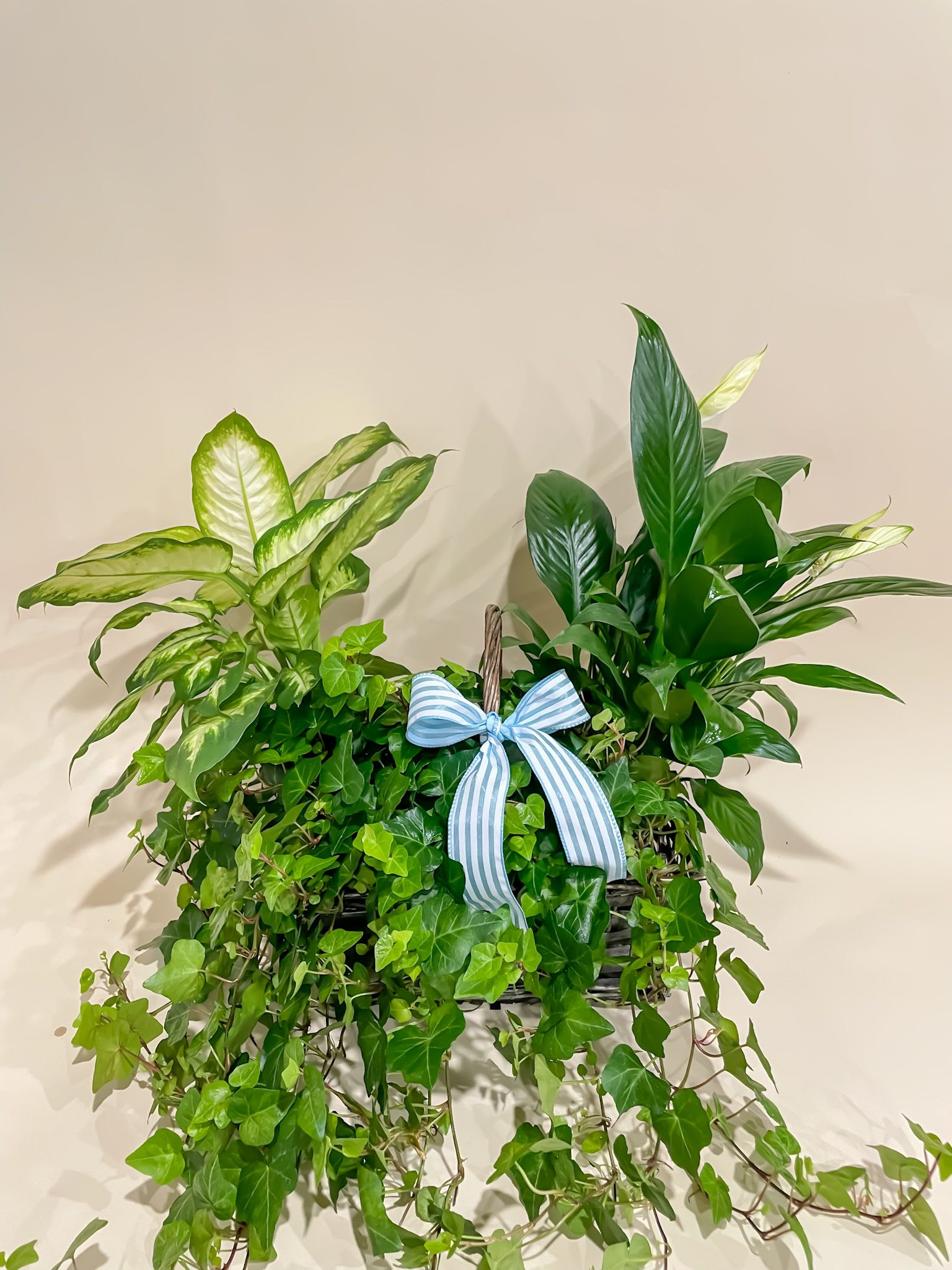 Basket of green houseplants with a blue striped bow
