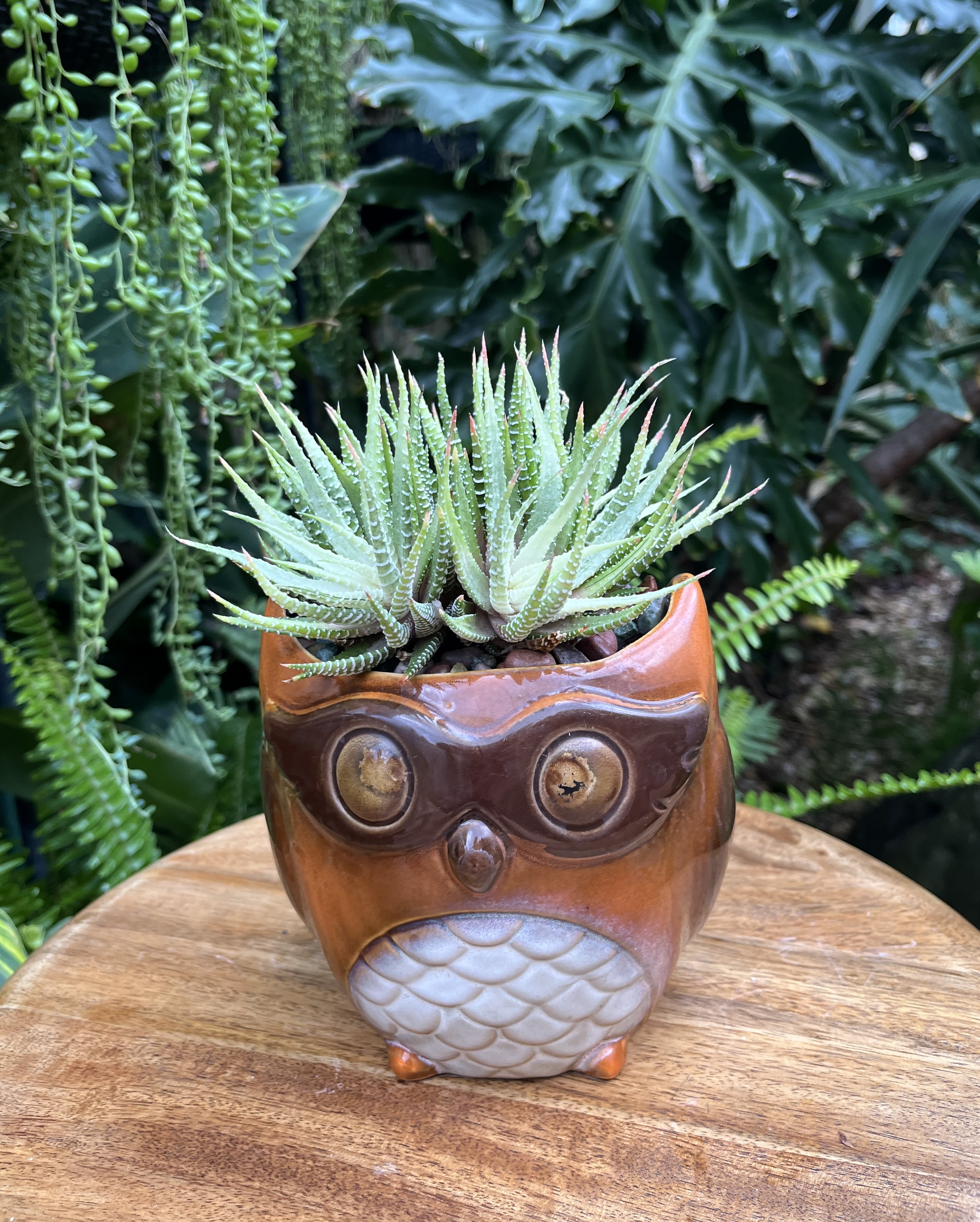 Succulent in an owl-shaped ceramic pot on a wooden table