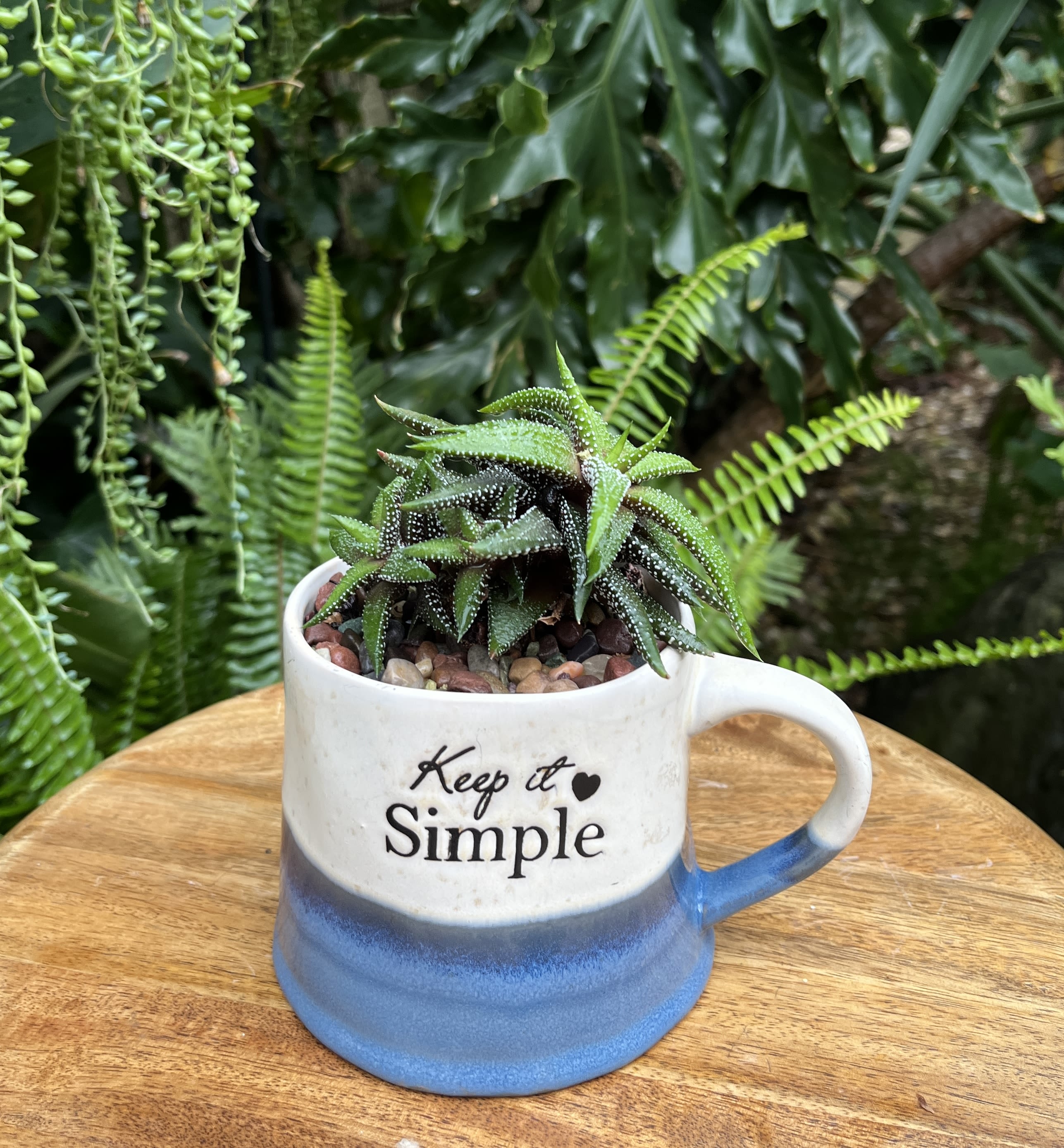 Small succulent in a blue-and-white mug planter