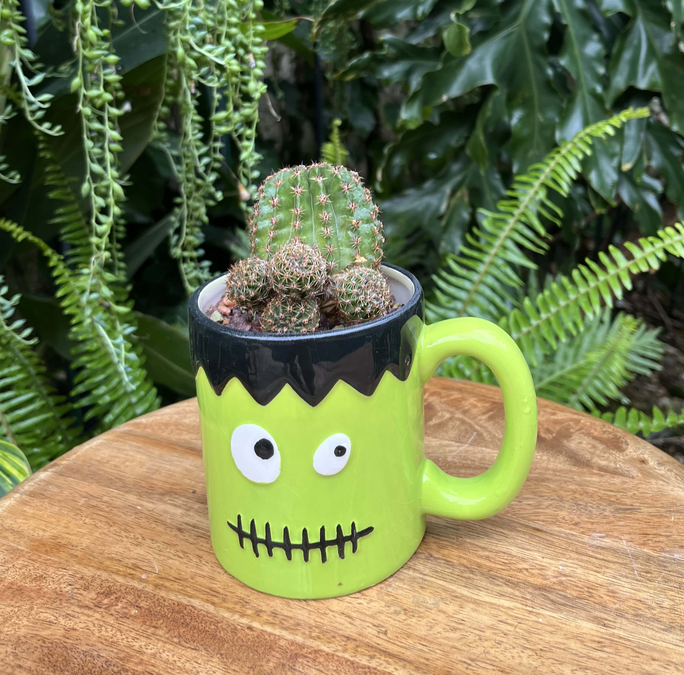 Cactus in a Frankenstein-themed mug planter