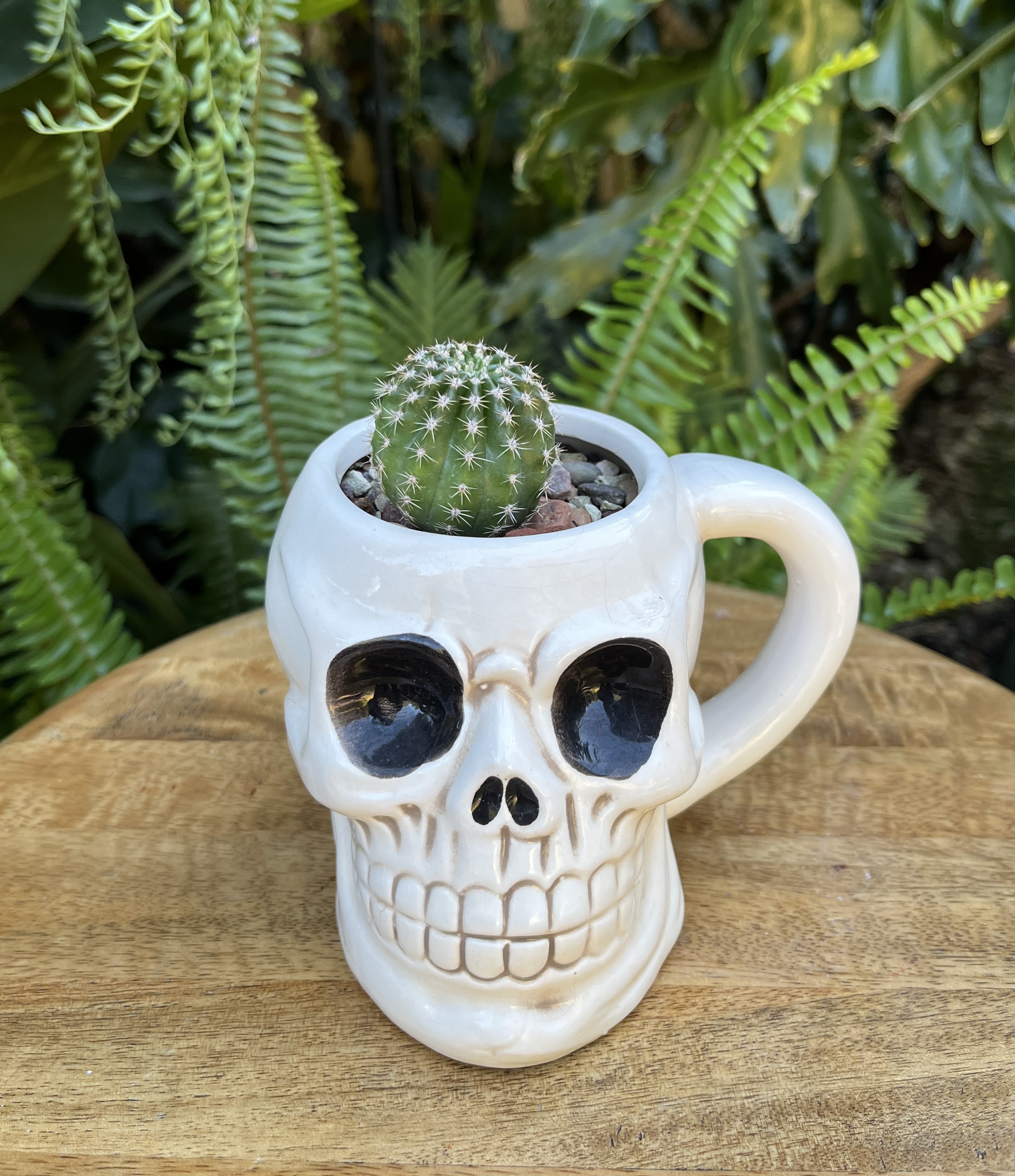 Small cactus in a white skull-shaped mug planter