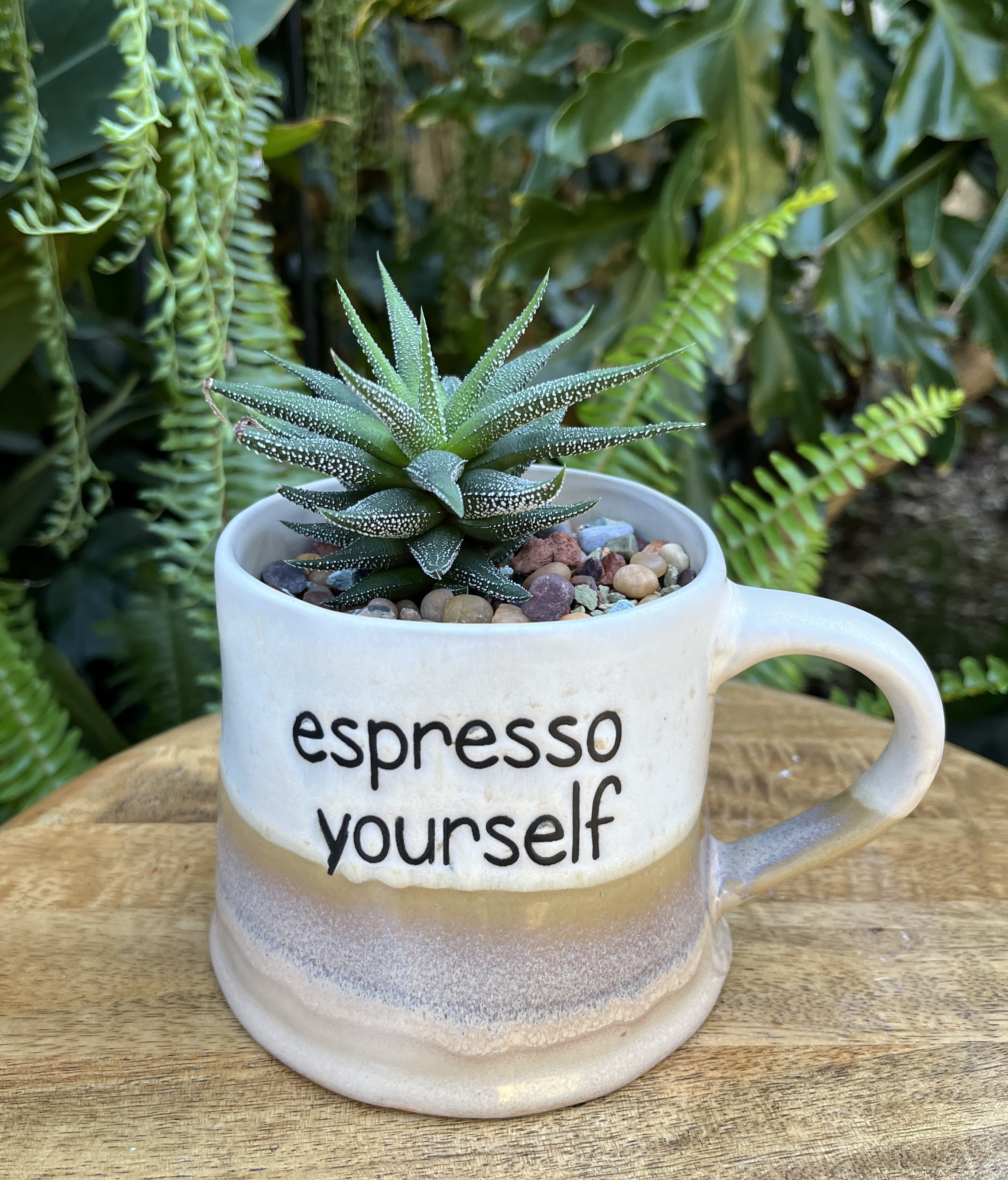 Expressing Yourself  - A living succulent selected and grown to complement a mug about 4 inches tall.  This photograph illustrates the variety of succulent types and mugs we offer. The specific succulent and mug combination delivered will be determined by the designer based on availability. If you would like to request a specific item, please place your order in the Custom Arrangements section where you can specify those details or give us a call to discuss your ideas. We grow our succulents in a soil-free medium in mugs with drain holes to help assure long-term, disease-free health of the plant. Each succulent comes with a care instruction.